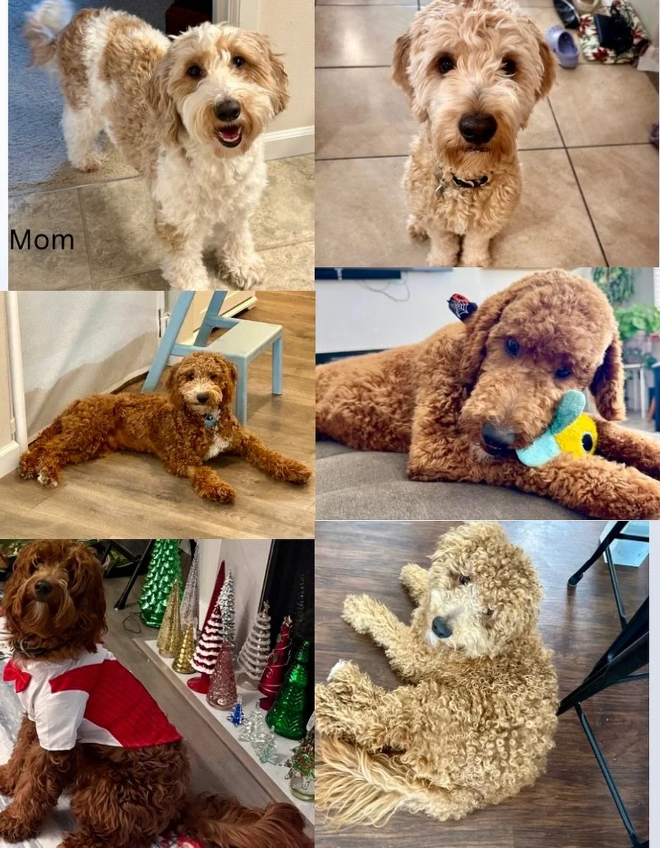 Our sweet Maizy is pregnant again with adorable mini/medium goldendoodles!! We are expecting eight tiny bundles of joy sometime this week! Go home date will be end of February, beginning of March. So by the time their shots are complete it will be pe