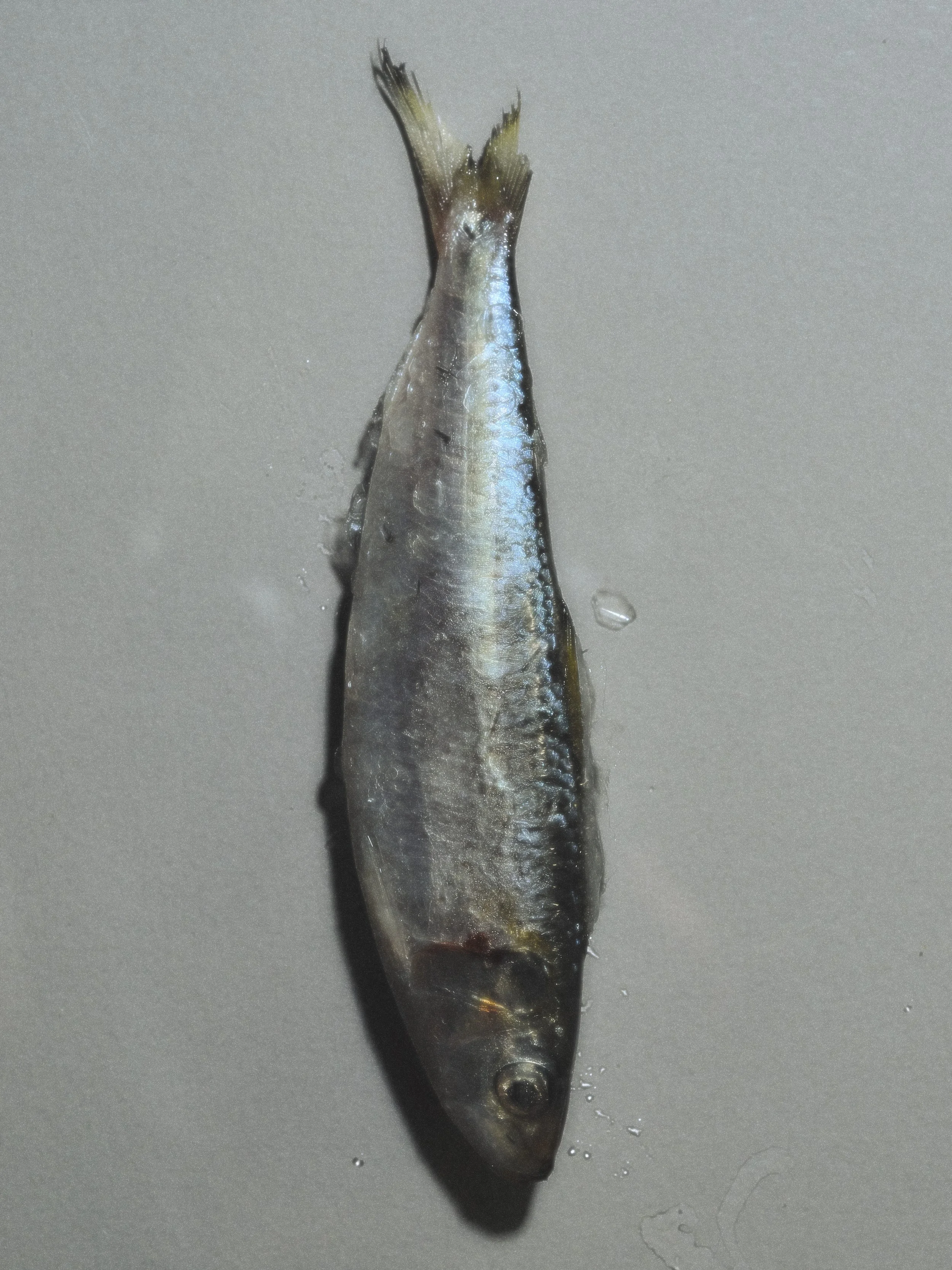 DSCF6825.jpg