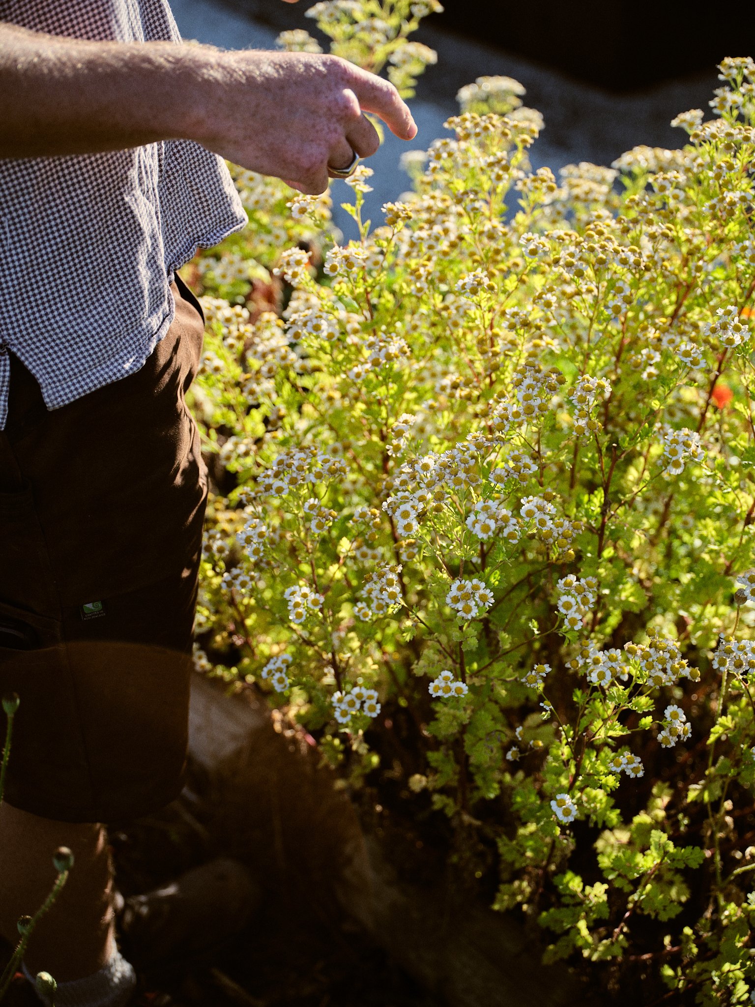 CARRICK WINERY 18.jpg