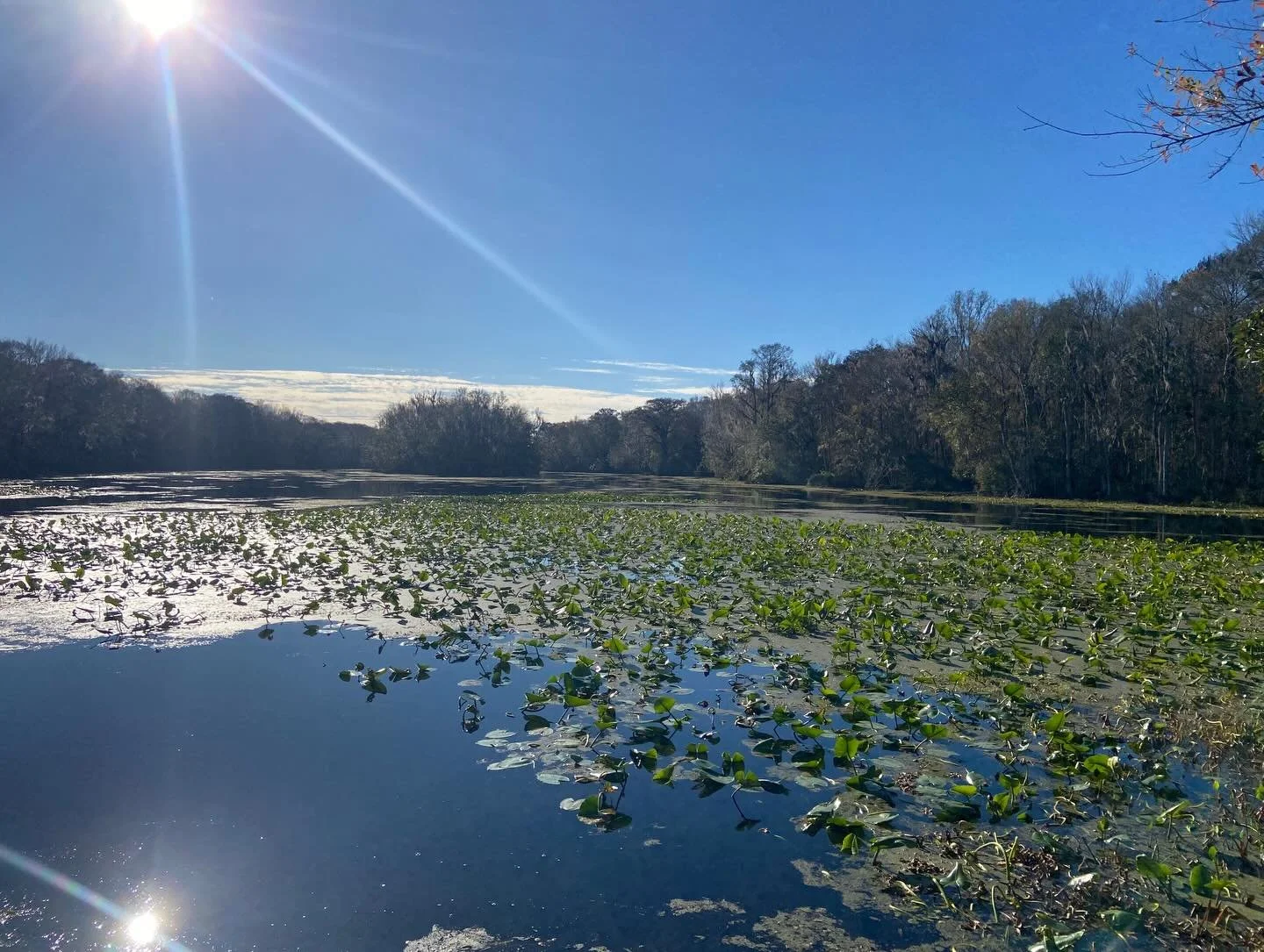 Happy Solstice from Wacissa Springs Florida beautiful ones! #solsticeblessings #natureshealing #sabbats #ritualmagic #rebirthing