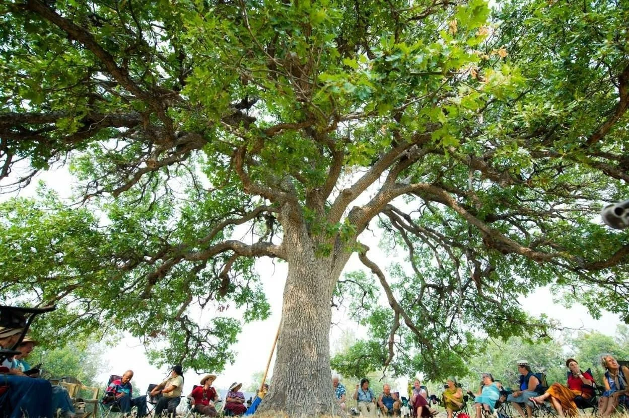 EPU Oak.jpg
