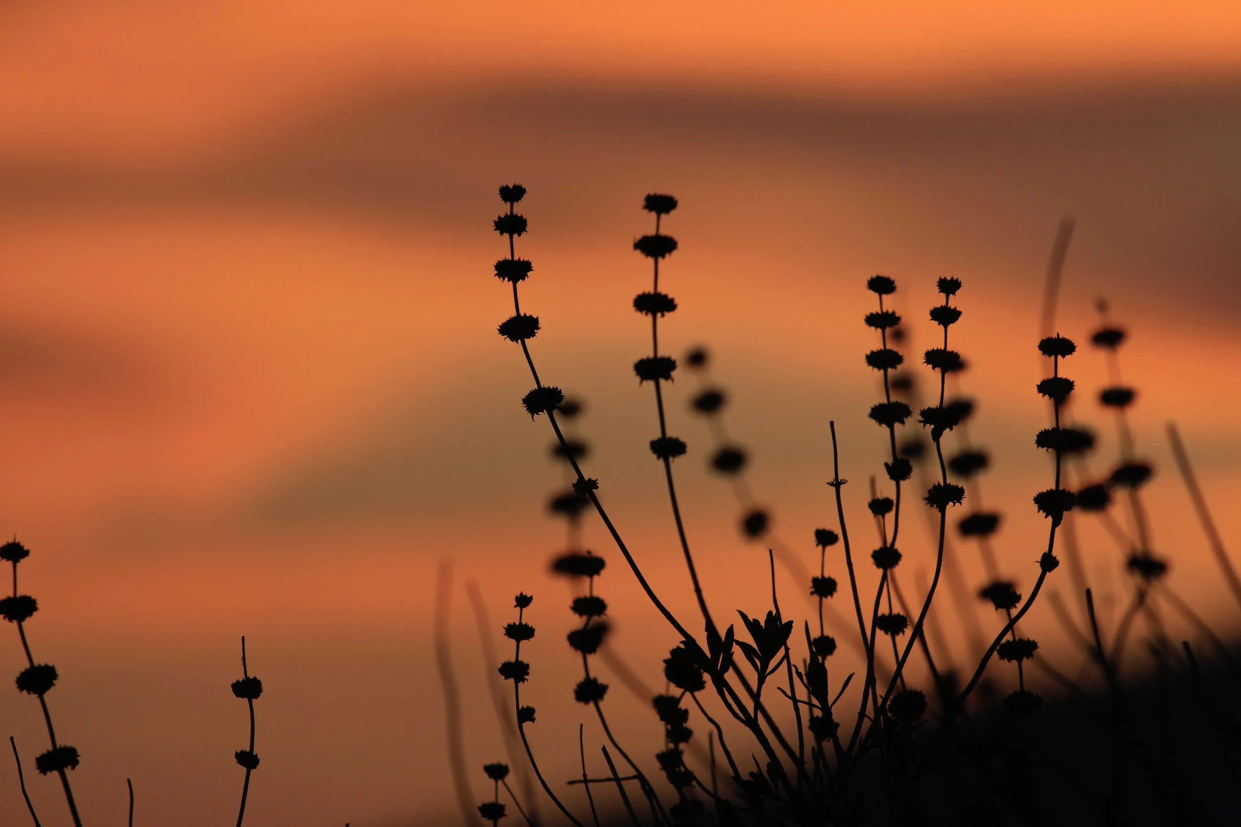 New Website Nature Favs 2022 - 9.jpeg