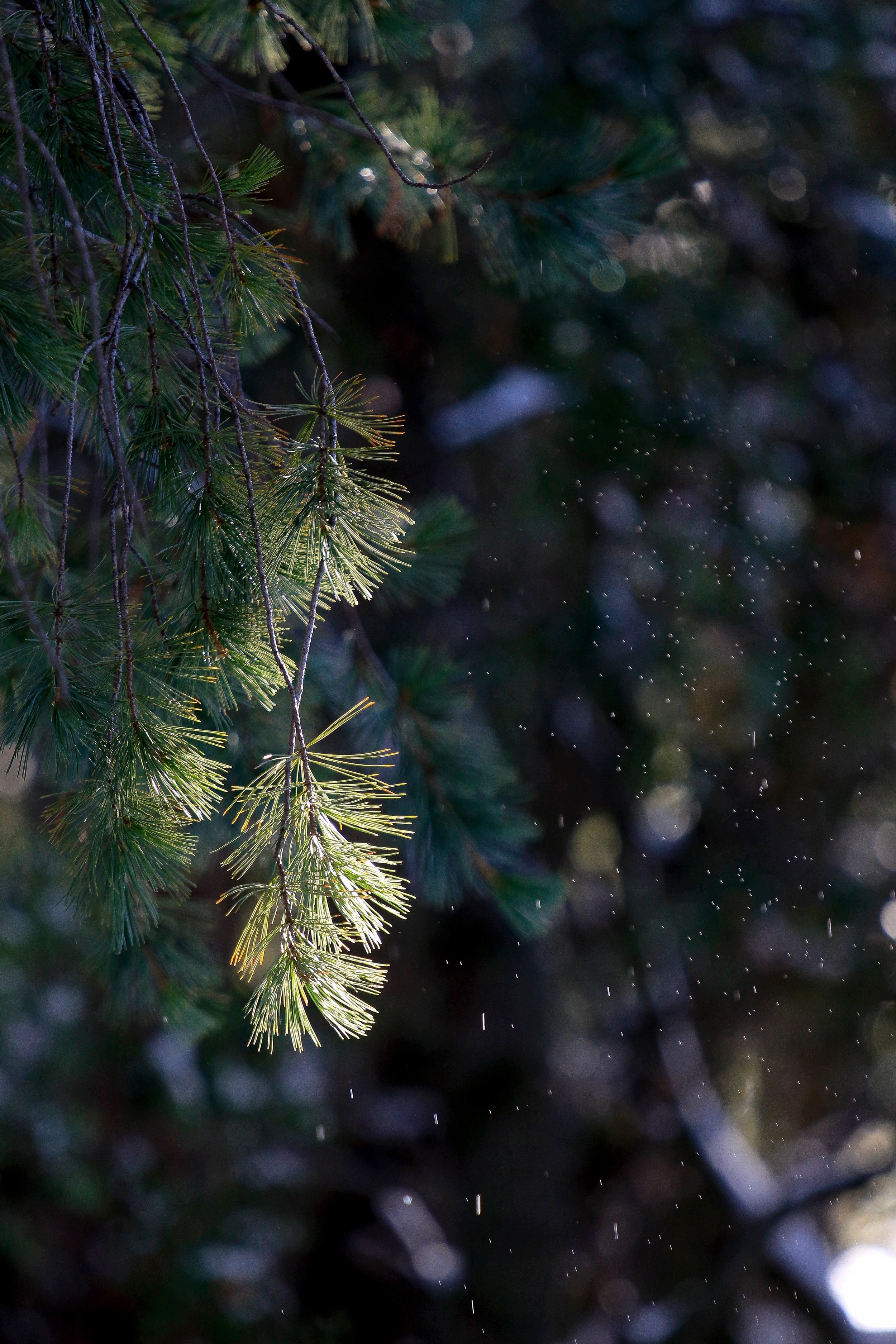 New Website Nature Favs 2022 - 12.jpeg