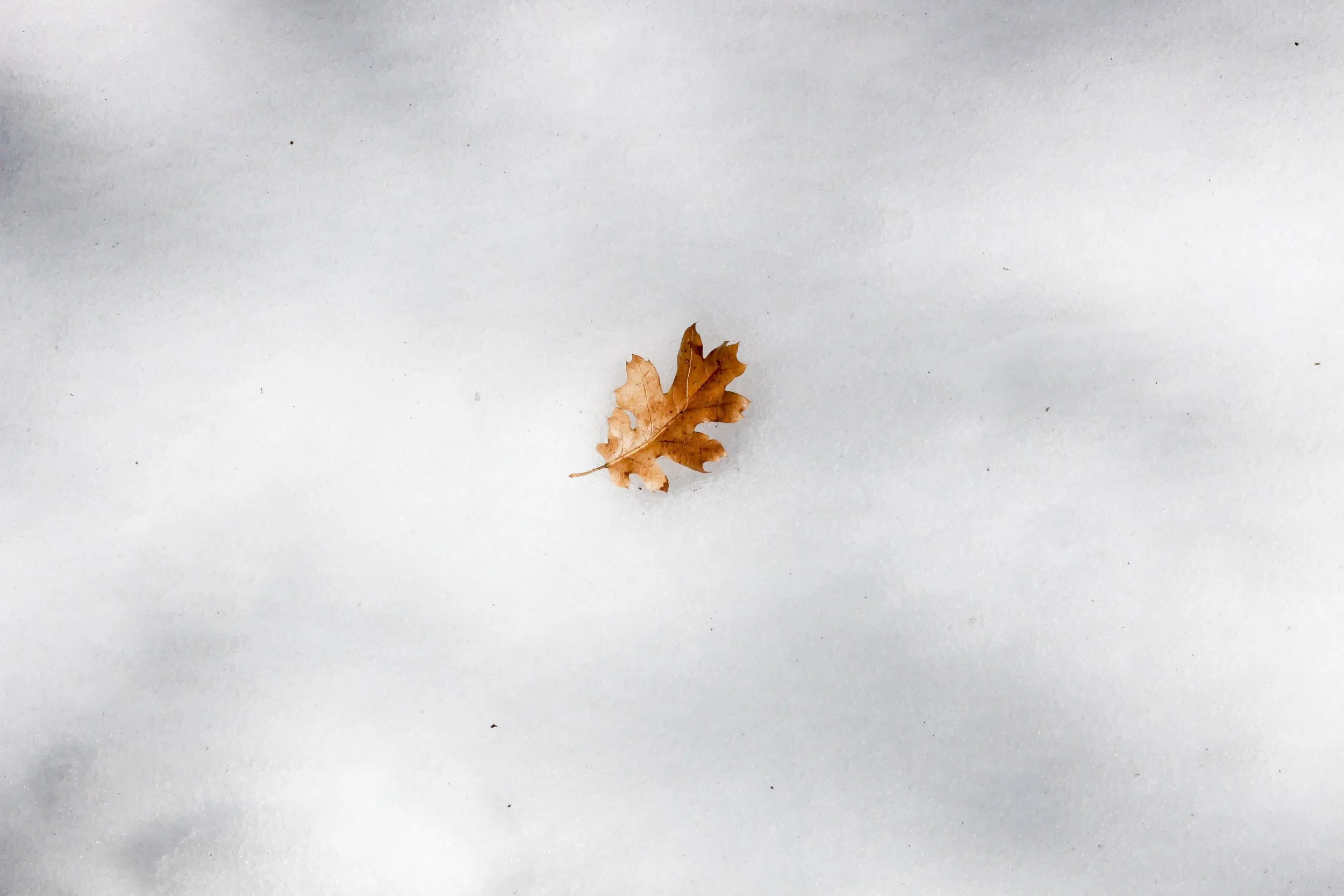 New Website Nature Favs 2022 - 14.jpeg