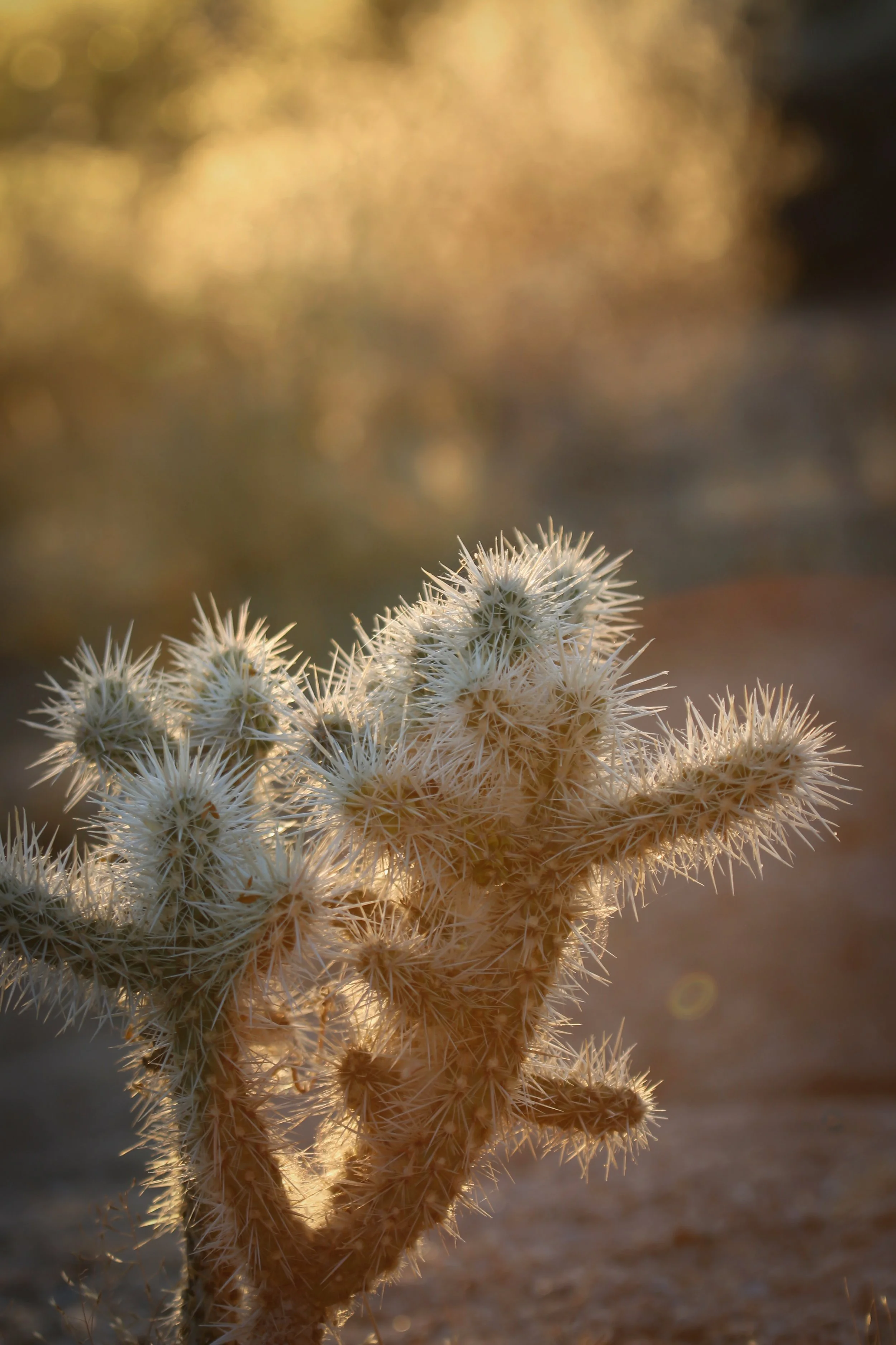 New Website Nature Favs 2022 - 24.jpeg