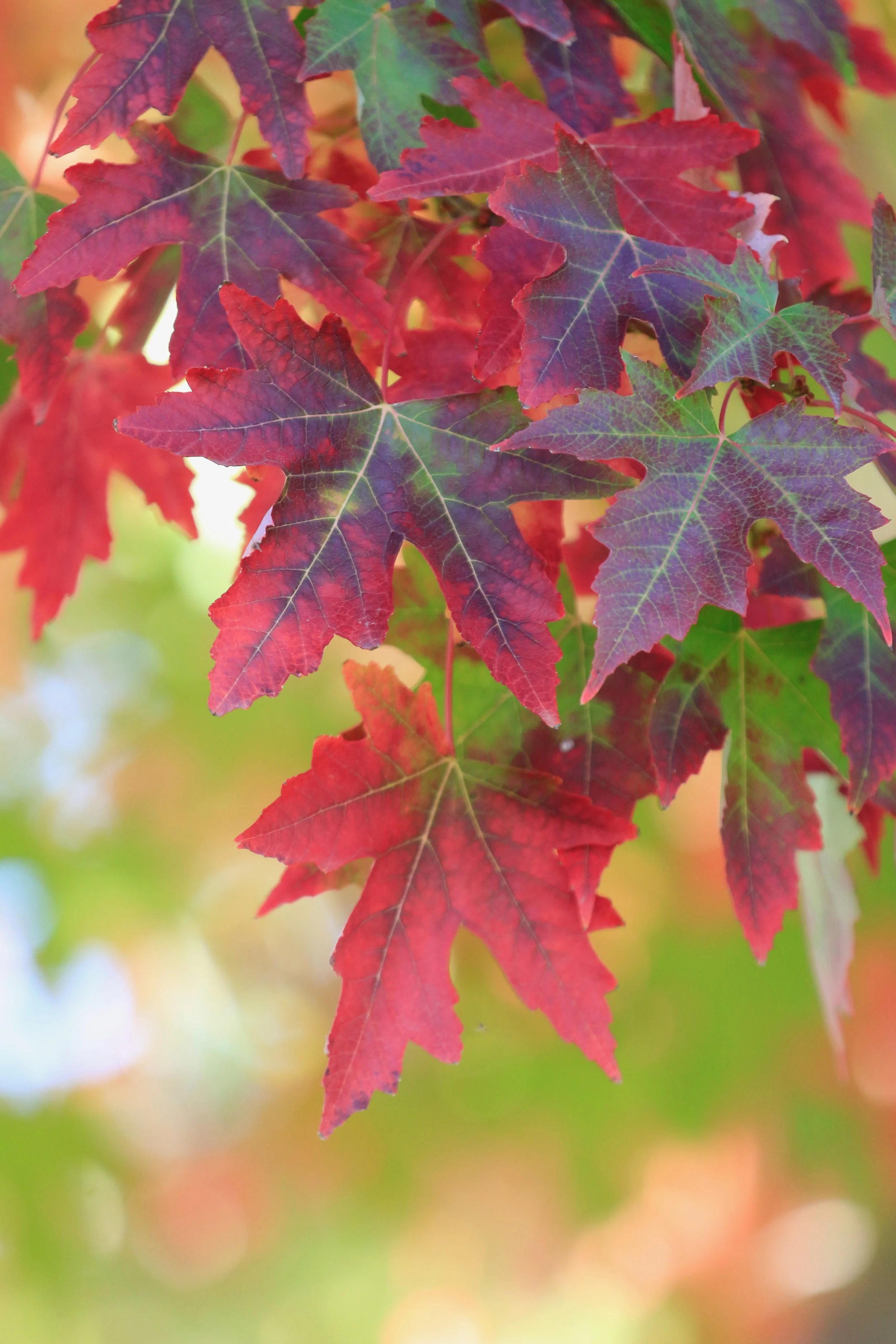 New Website Nature Favs 2022 - 8.jpeg