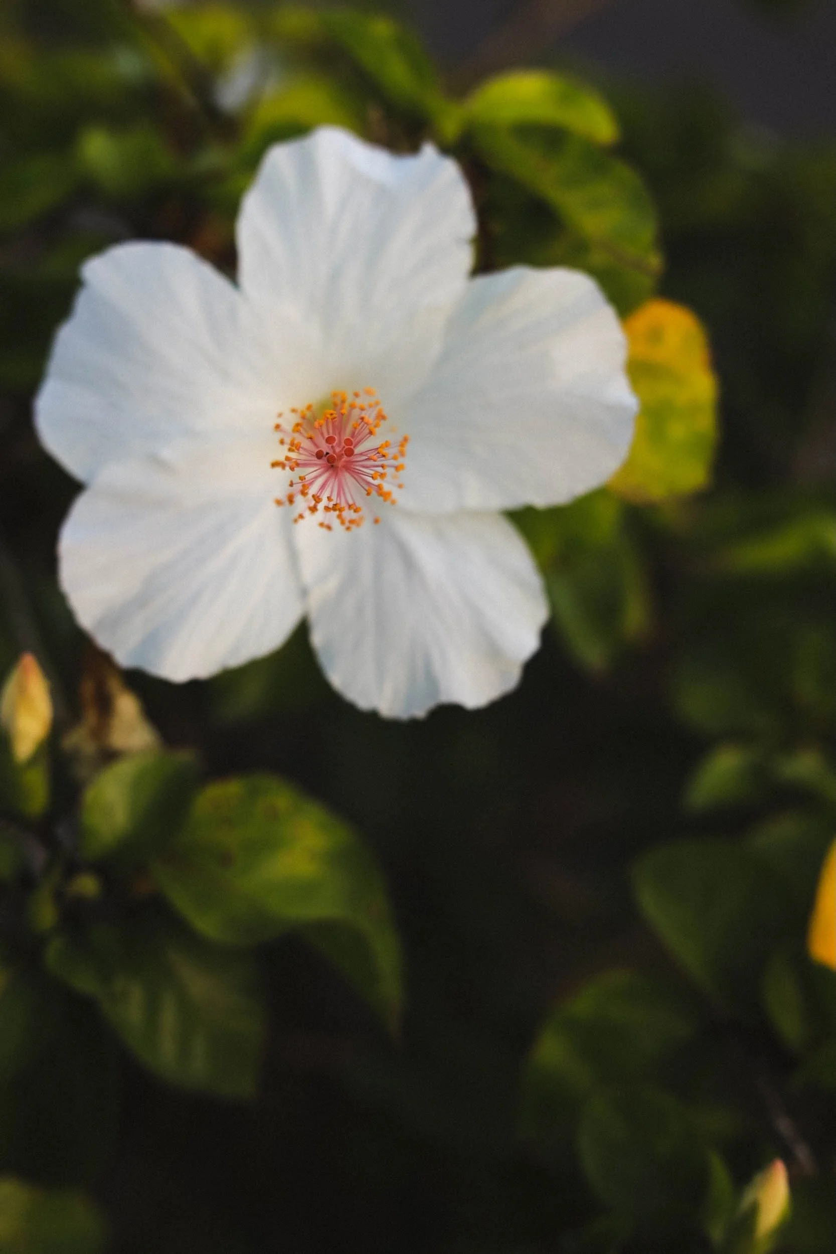 Pure Presence - Holli Z Photography - 1.jpeg