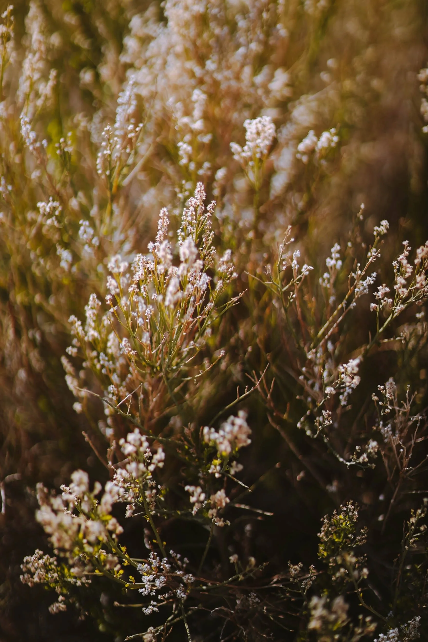 Billows - Holli Z Photography - 1.jpeg