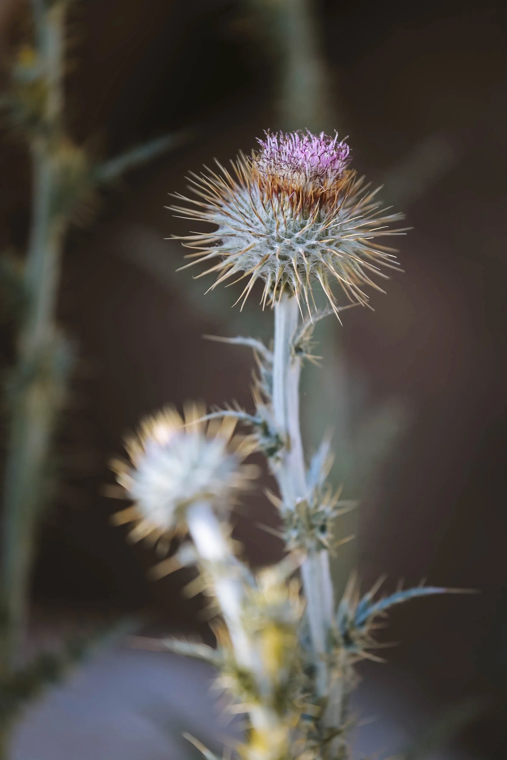 Pointed & Pretty - Holli Z Photography - 1.jpeg