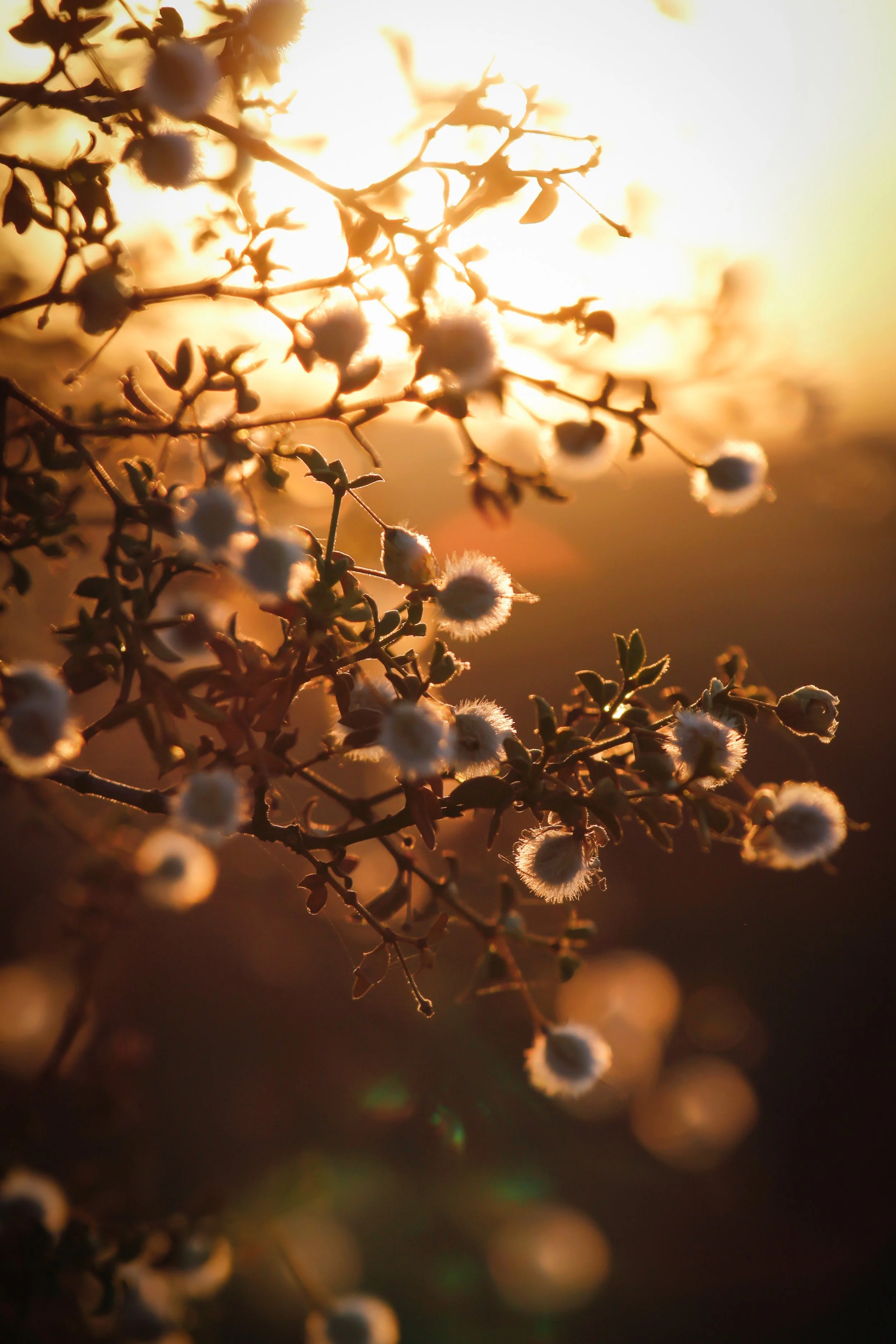 Warmth - Holli Z Photography - 1.jpeg