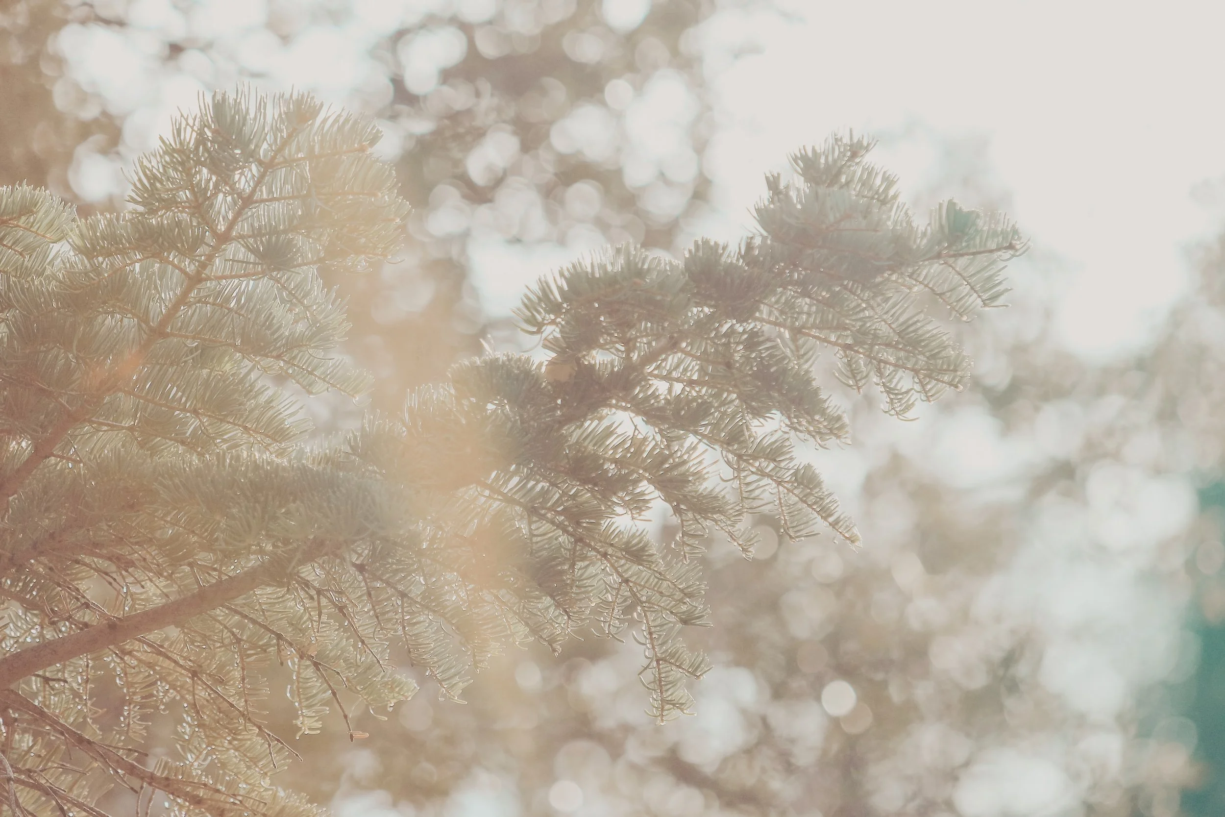 Sunny Daze- Holli Z Photography - 1.jpeg