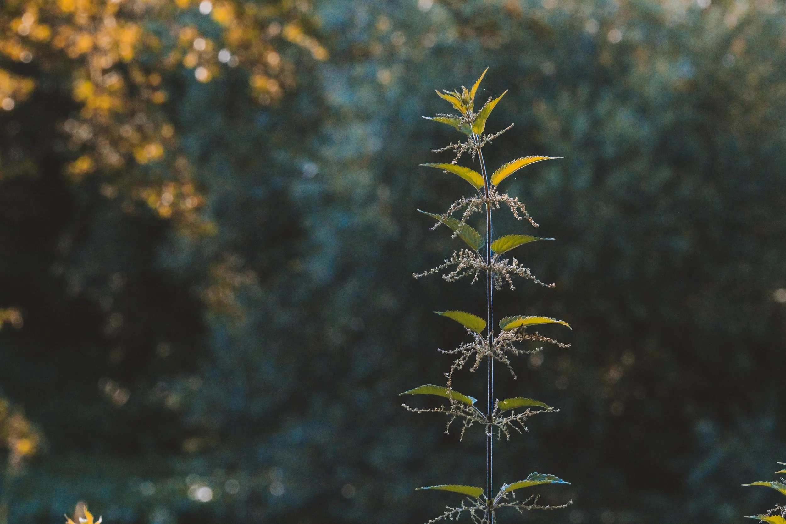 Striving for the Sun - Holli Z Photography - 1.jpeg