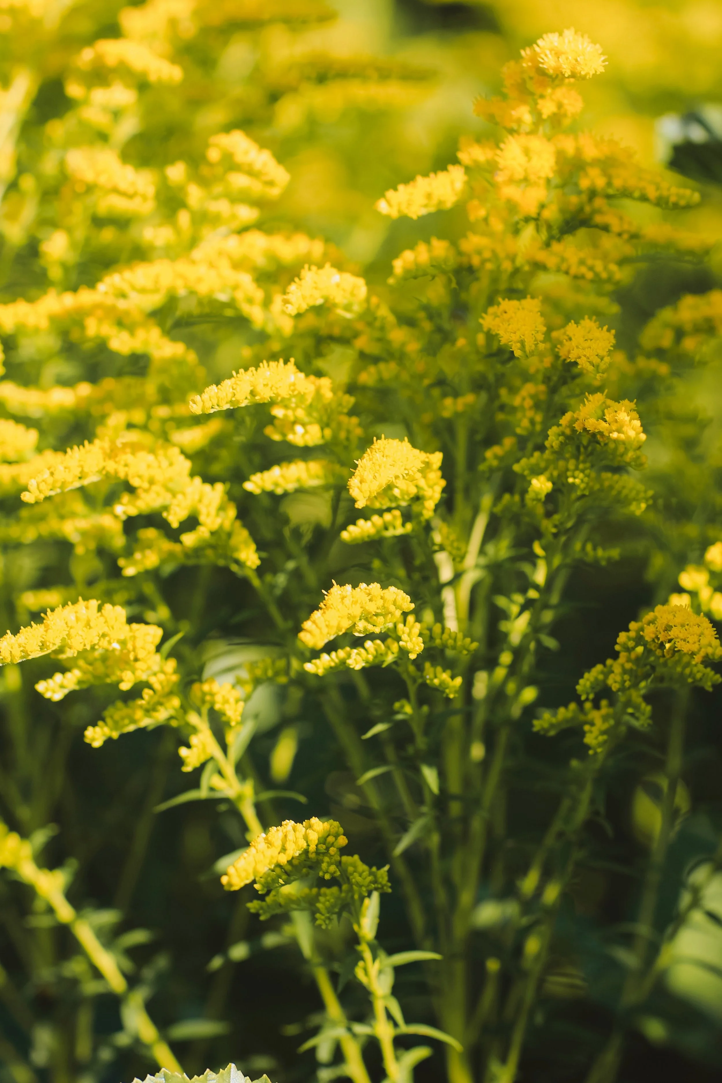 Drops from the Sun - Holli Z Photography - 1.jpeg