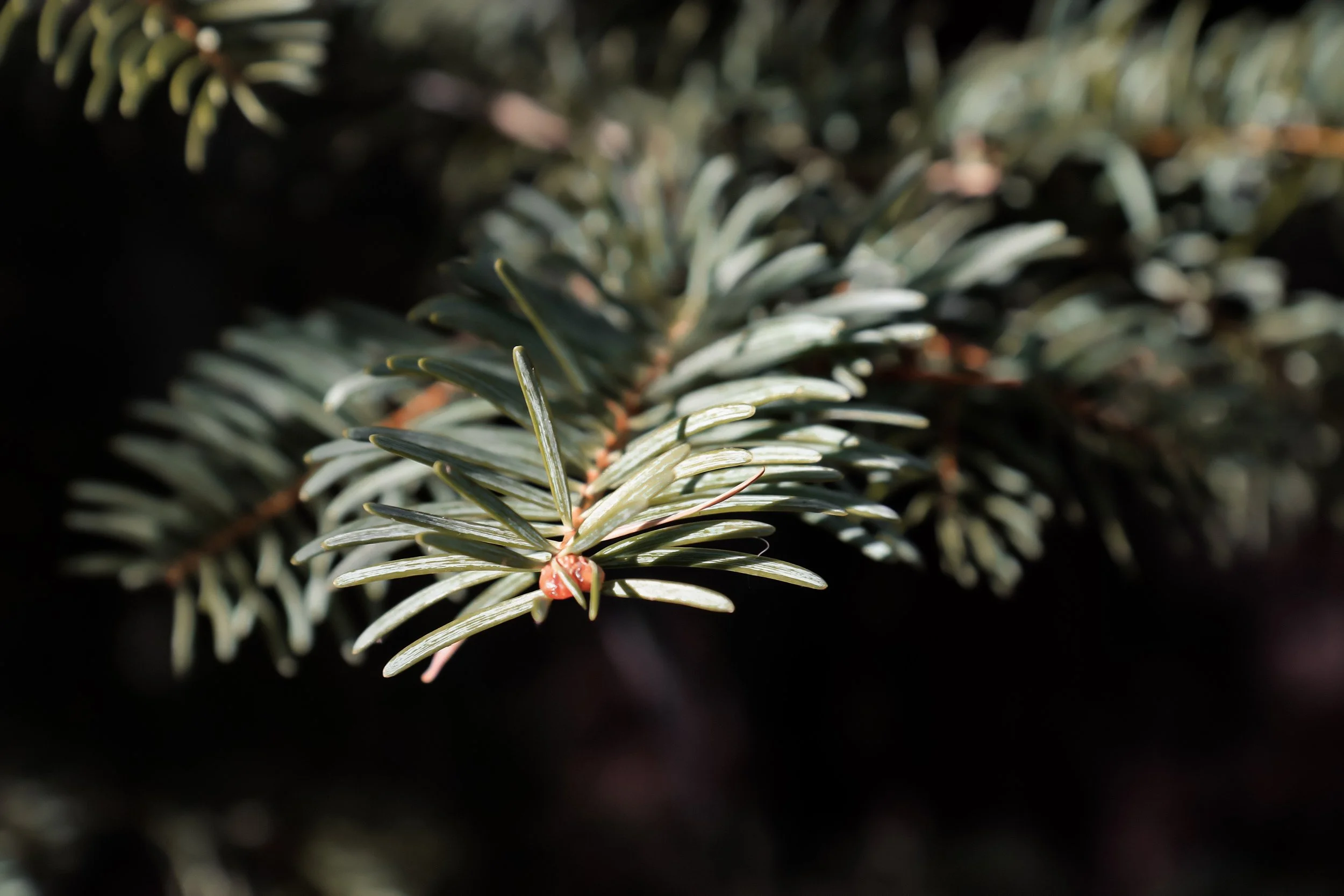 New Website Nature Favs 2022 - 30.jpeg