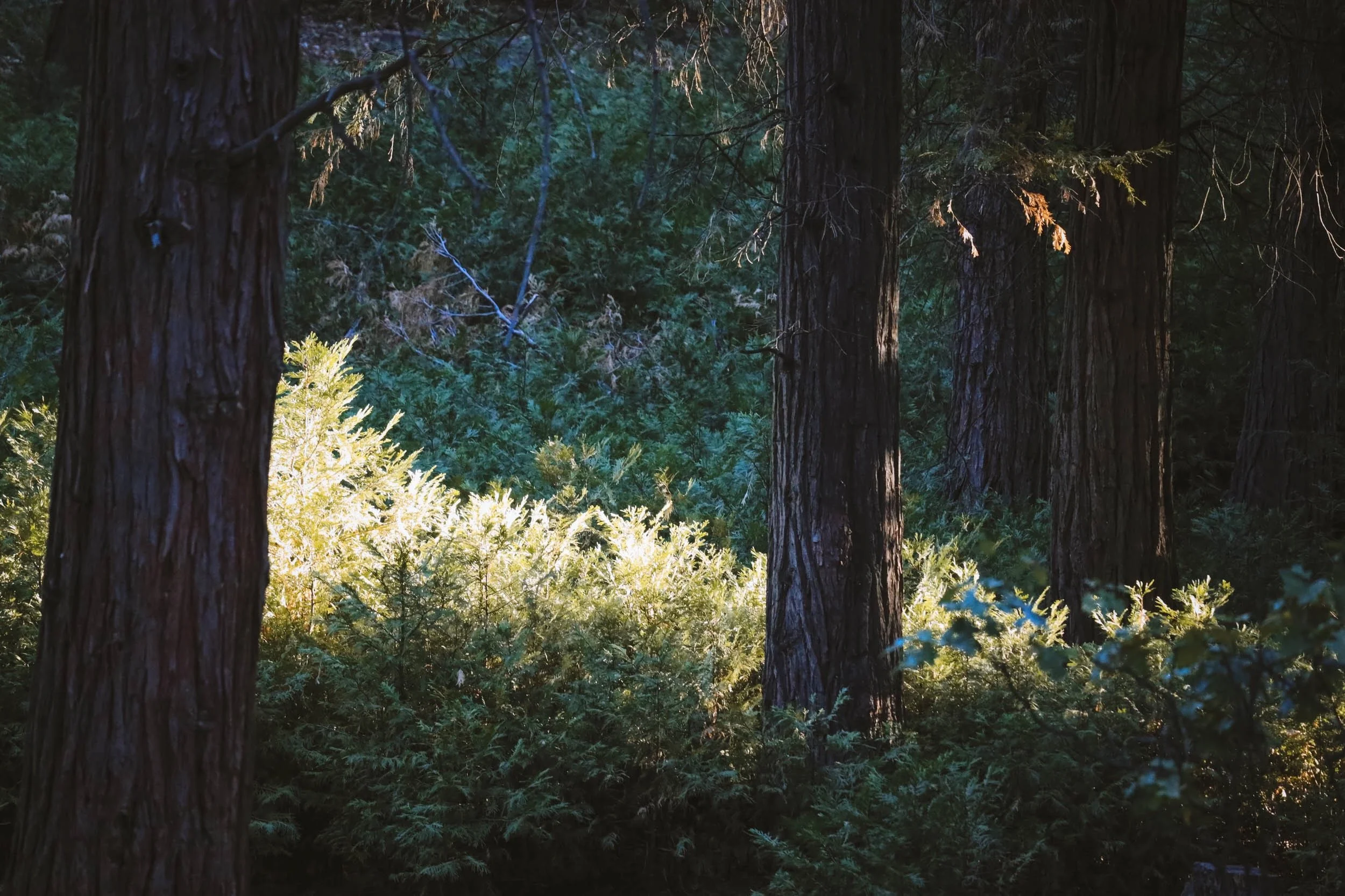 Shifting Shadows - Holli Z Photography - 3.jpeg