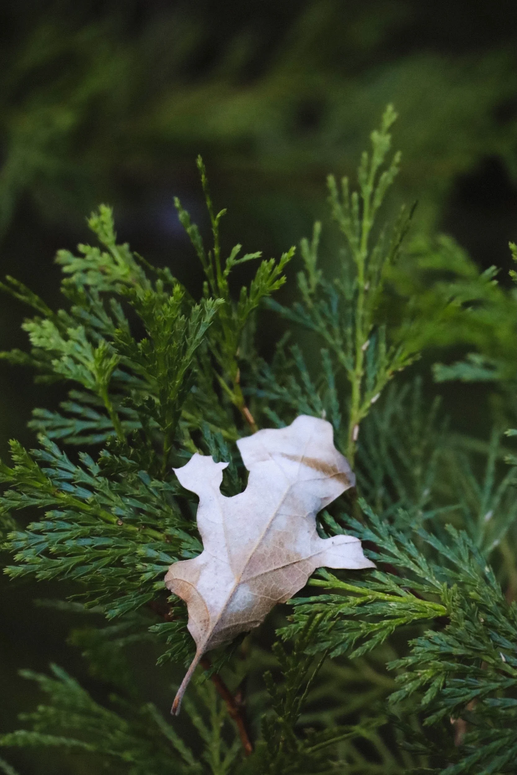 Shifting Shadows - Holli Z Photography - 4.jpeg