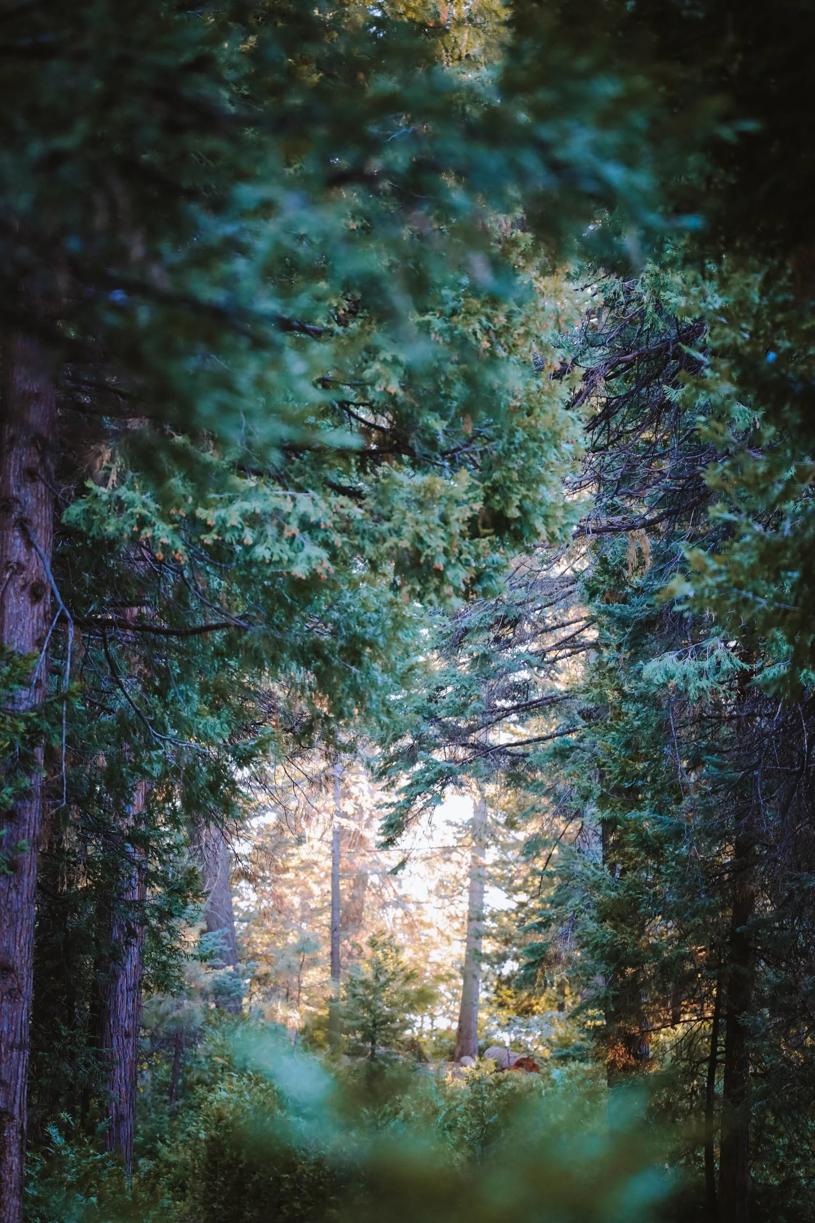 Shifting Shadows - Holli Z Photography - 9.jpeg