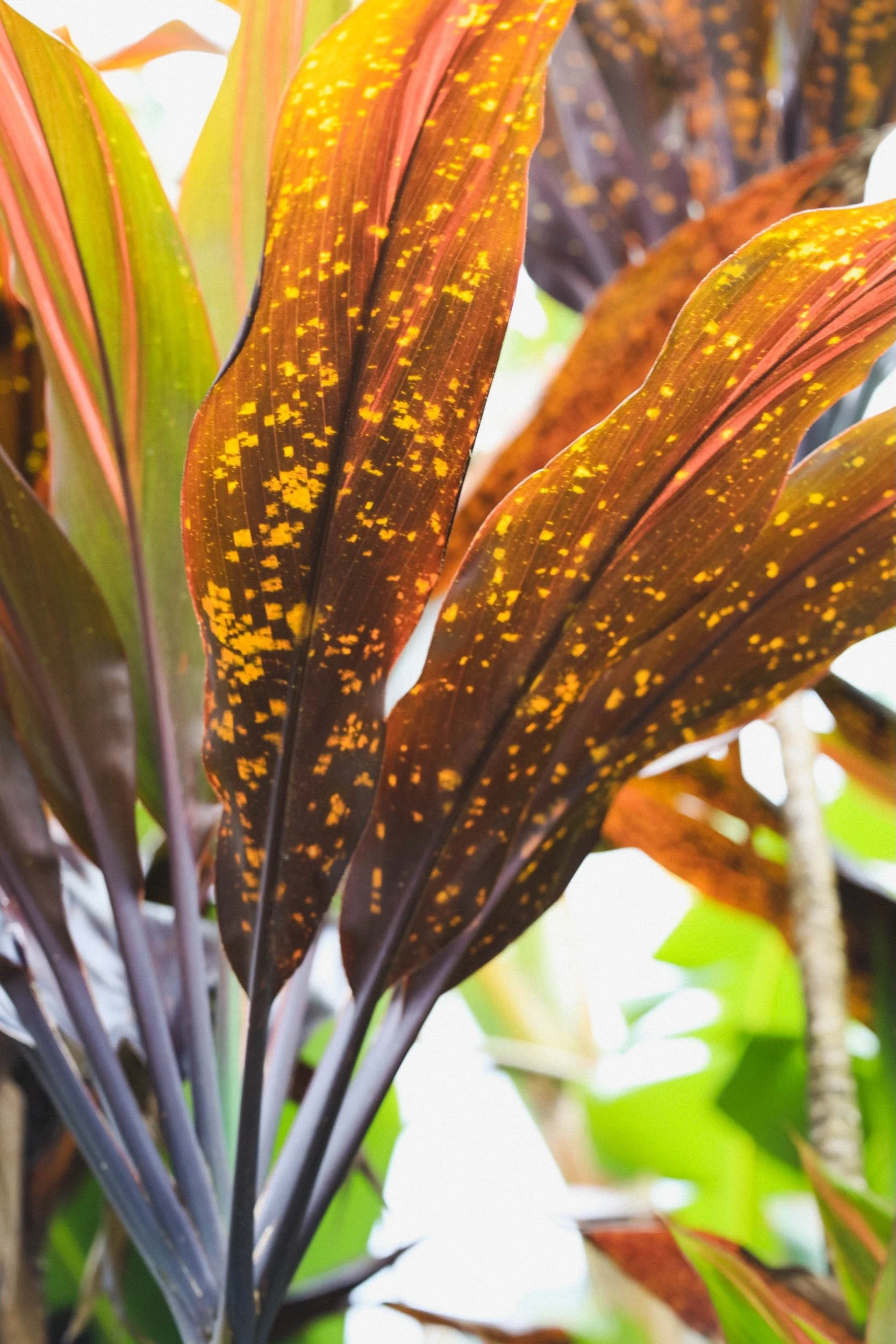 Freckled- Holli Z Photography - 1.jpeg