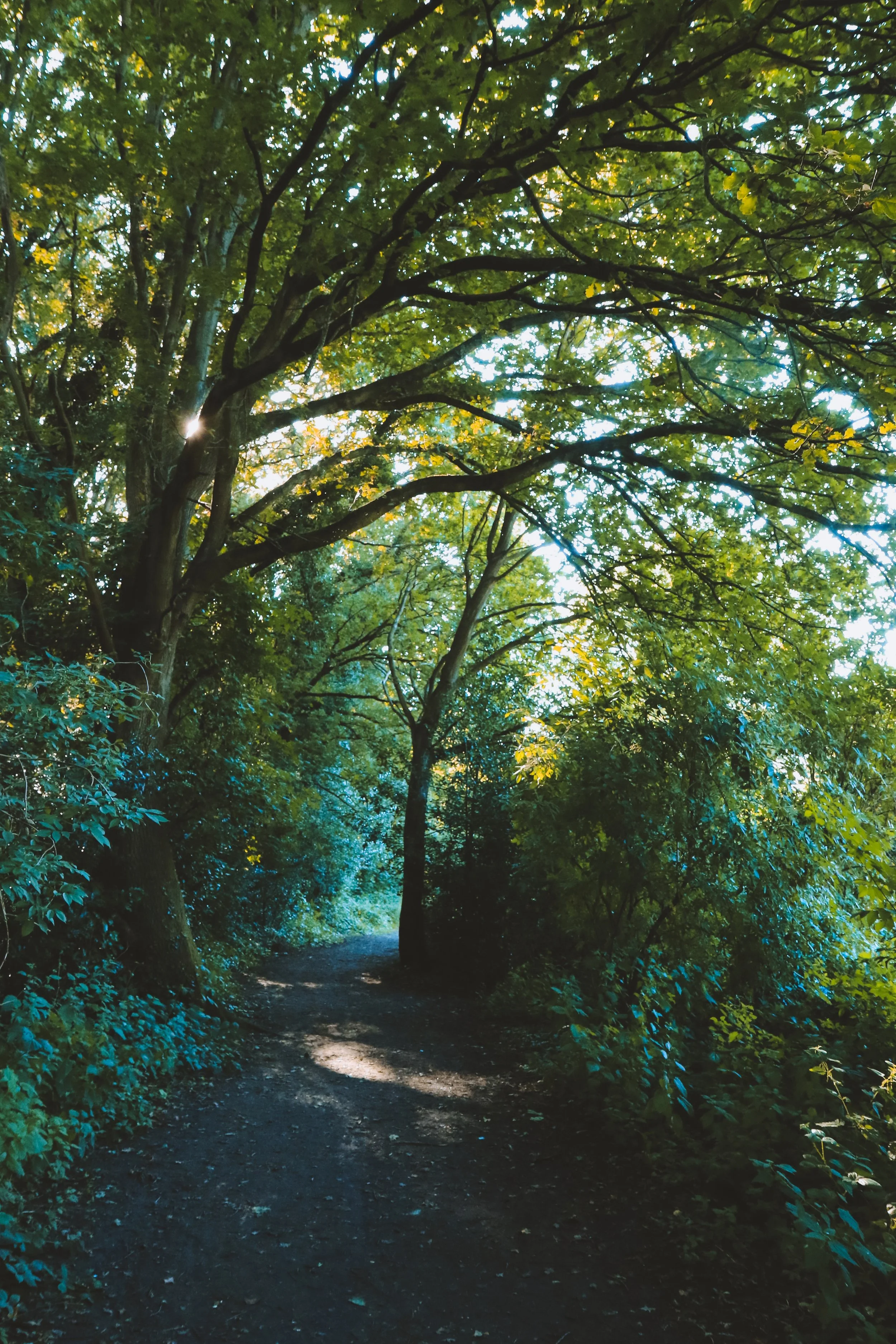 Peaceful Path - Holli Z Photography - 1.jpeg