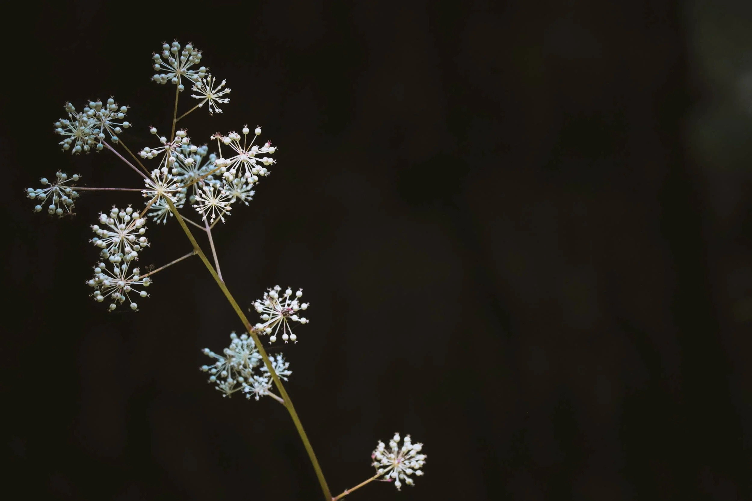 Beaneath Giants Series - 8.jpeg