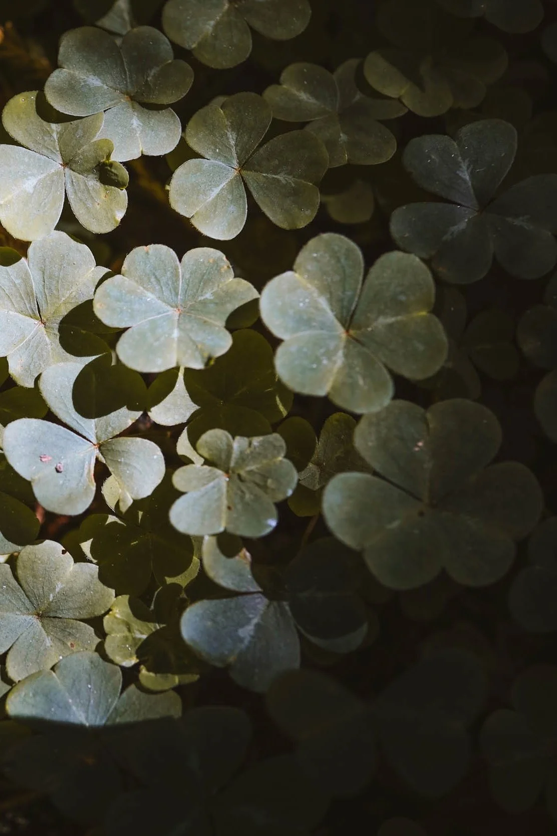 Beaneath Giants Series - 2.jpeg