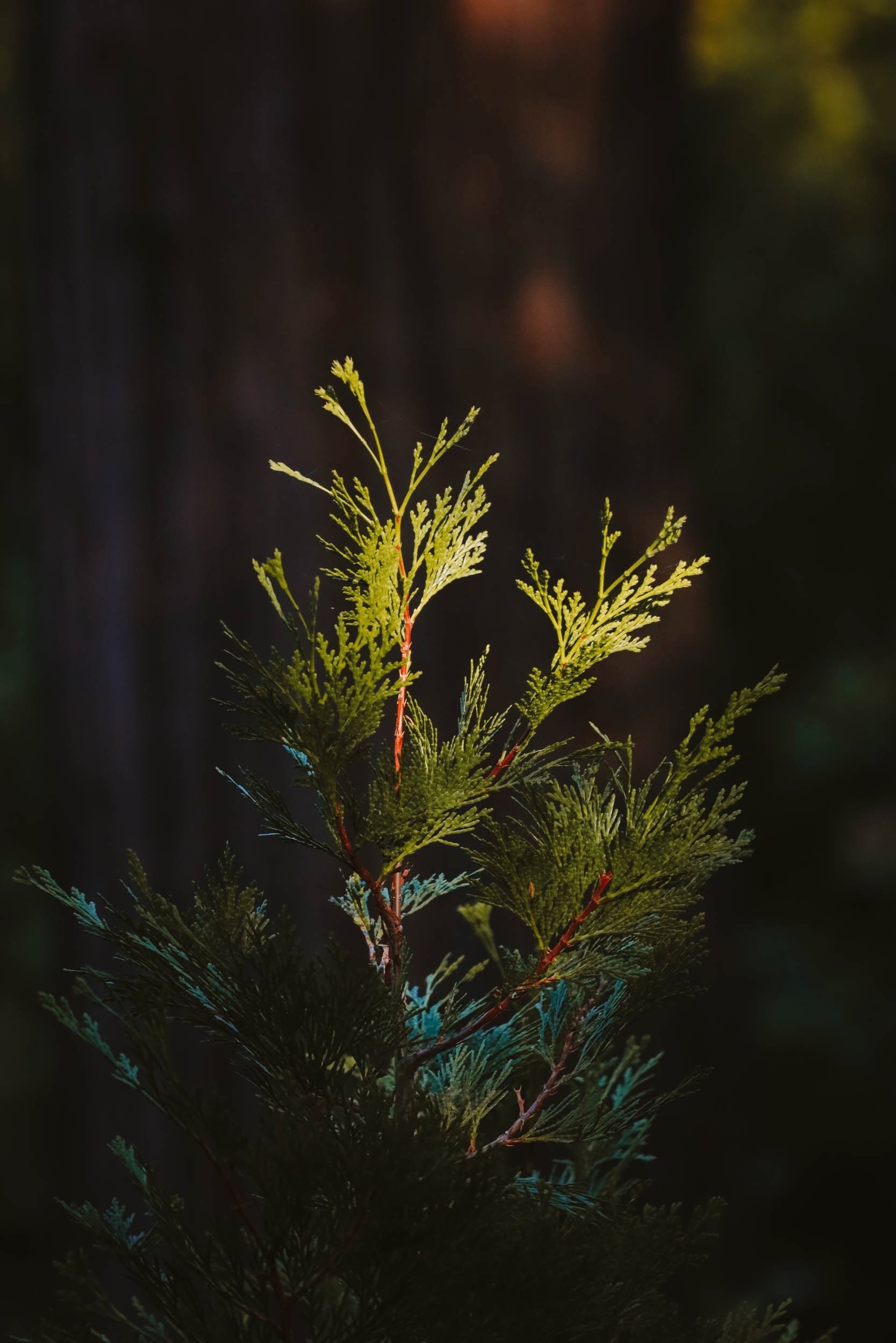 Shifting Shadows - Holli Z Photography - 5.jpeg