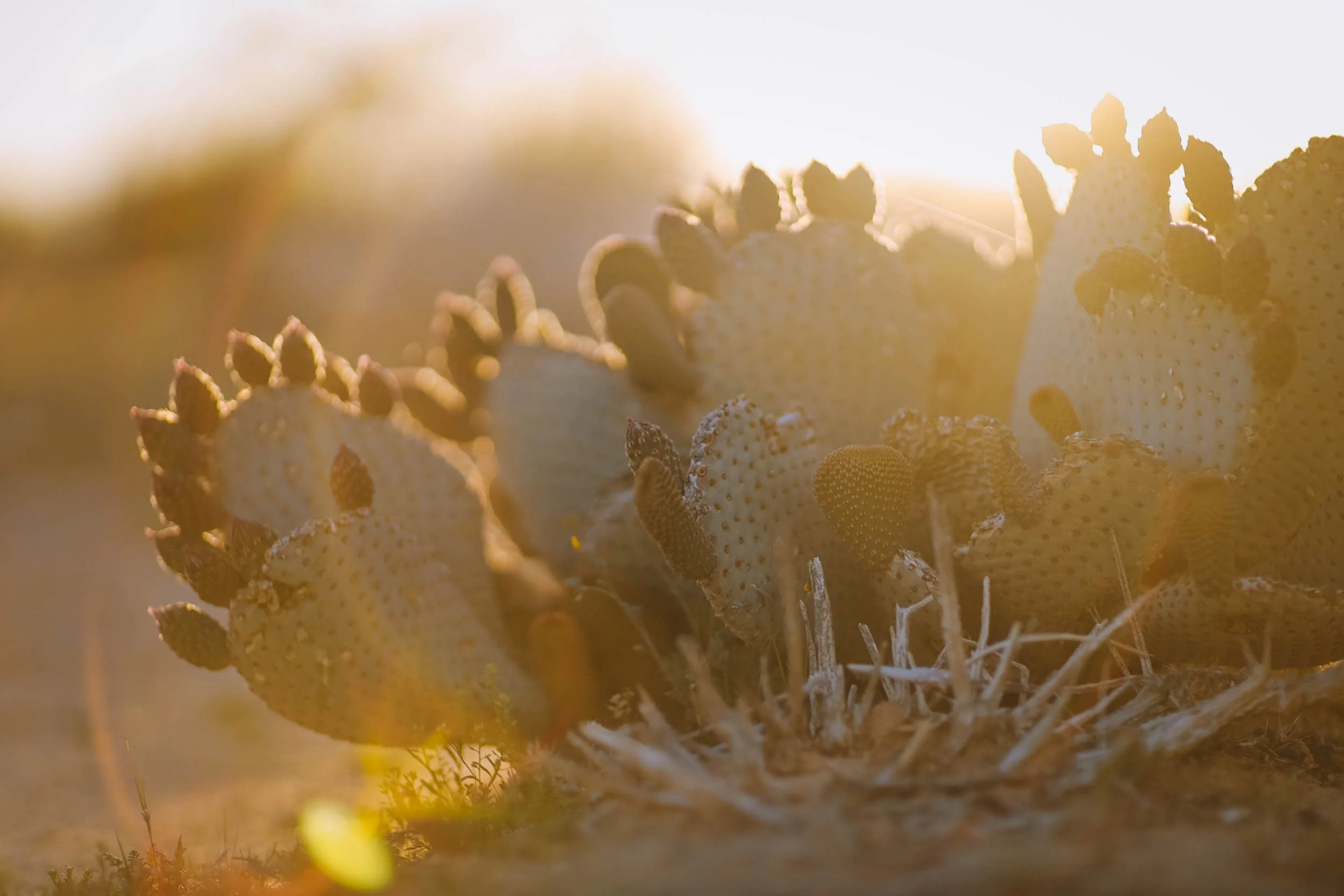 Halo - Holli Z Photography - 1.jpeg