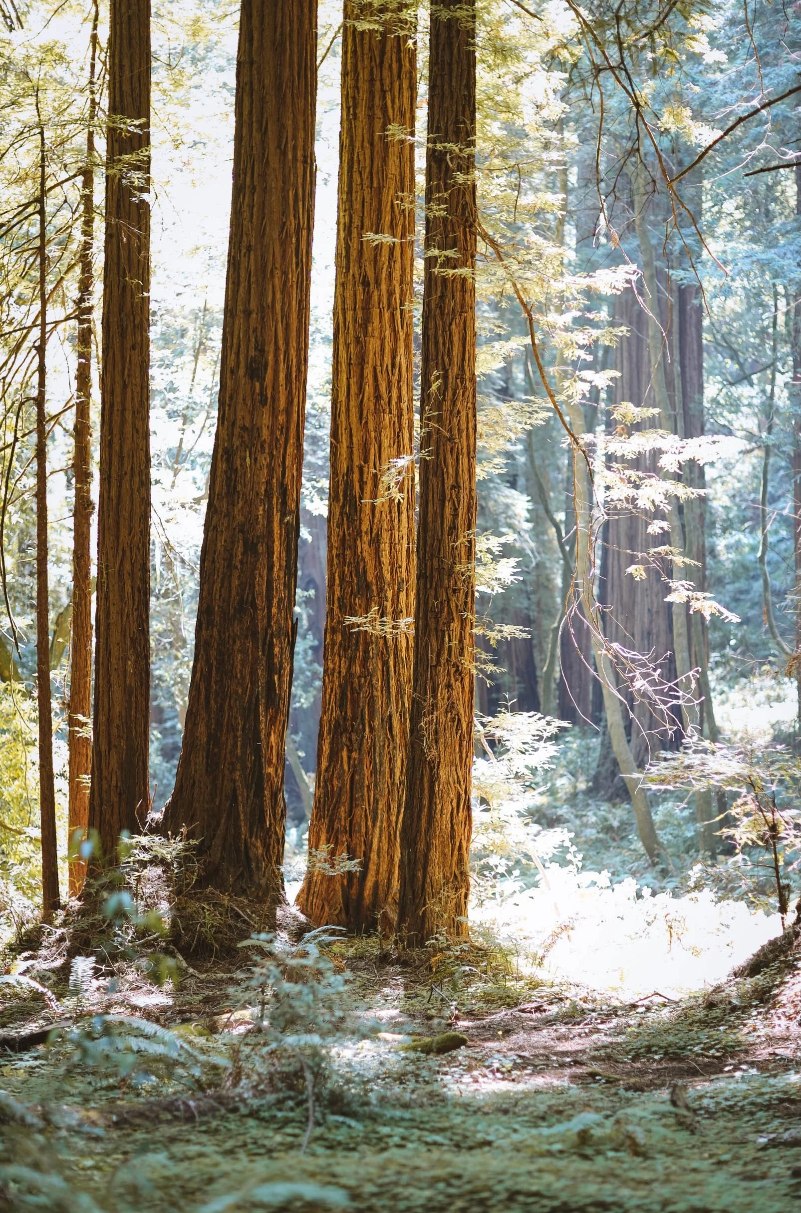 Beaneath Giants Series - 9.jpeg