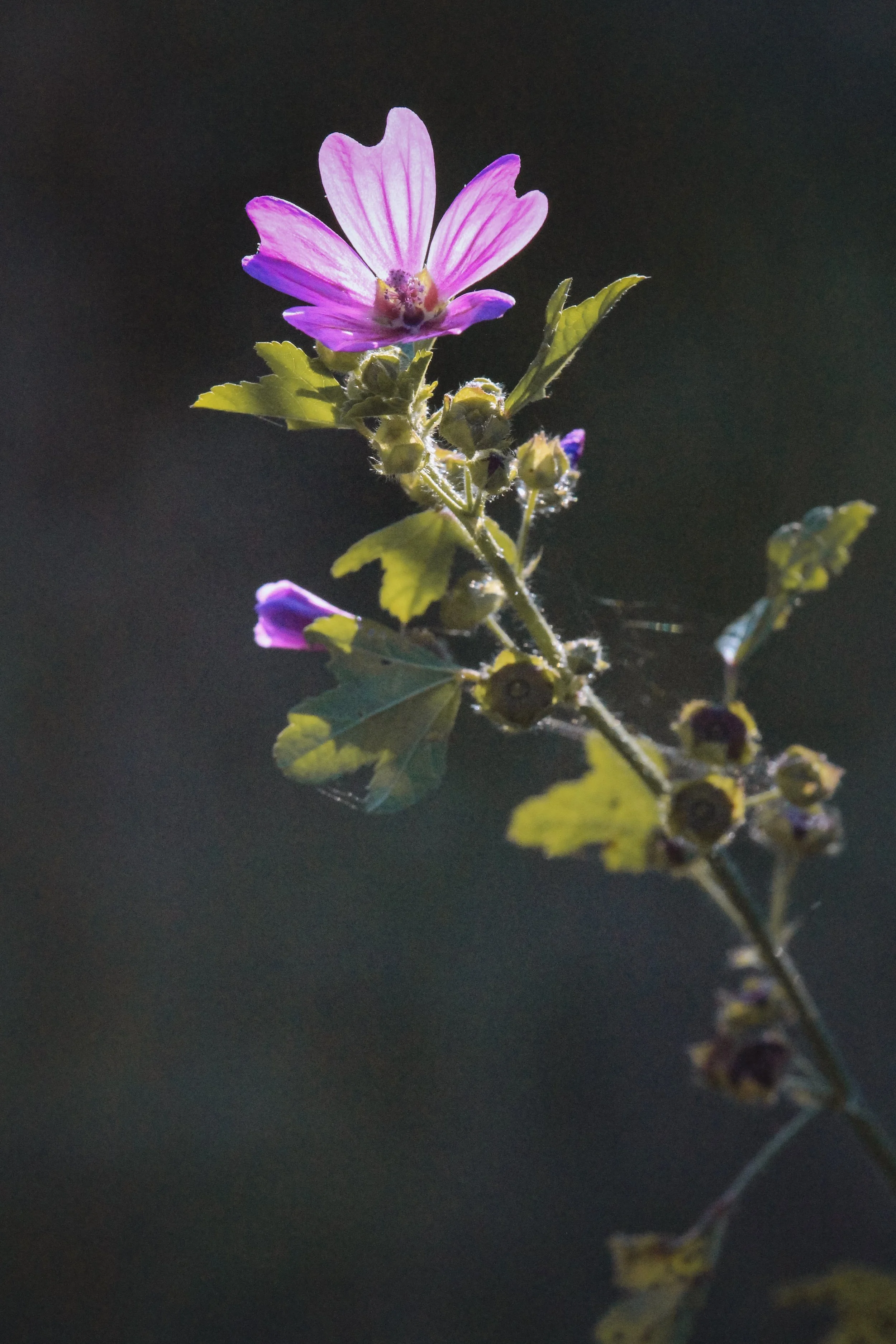 Perfect Purple - Holli Z Photography - 1.jpeg