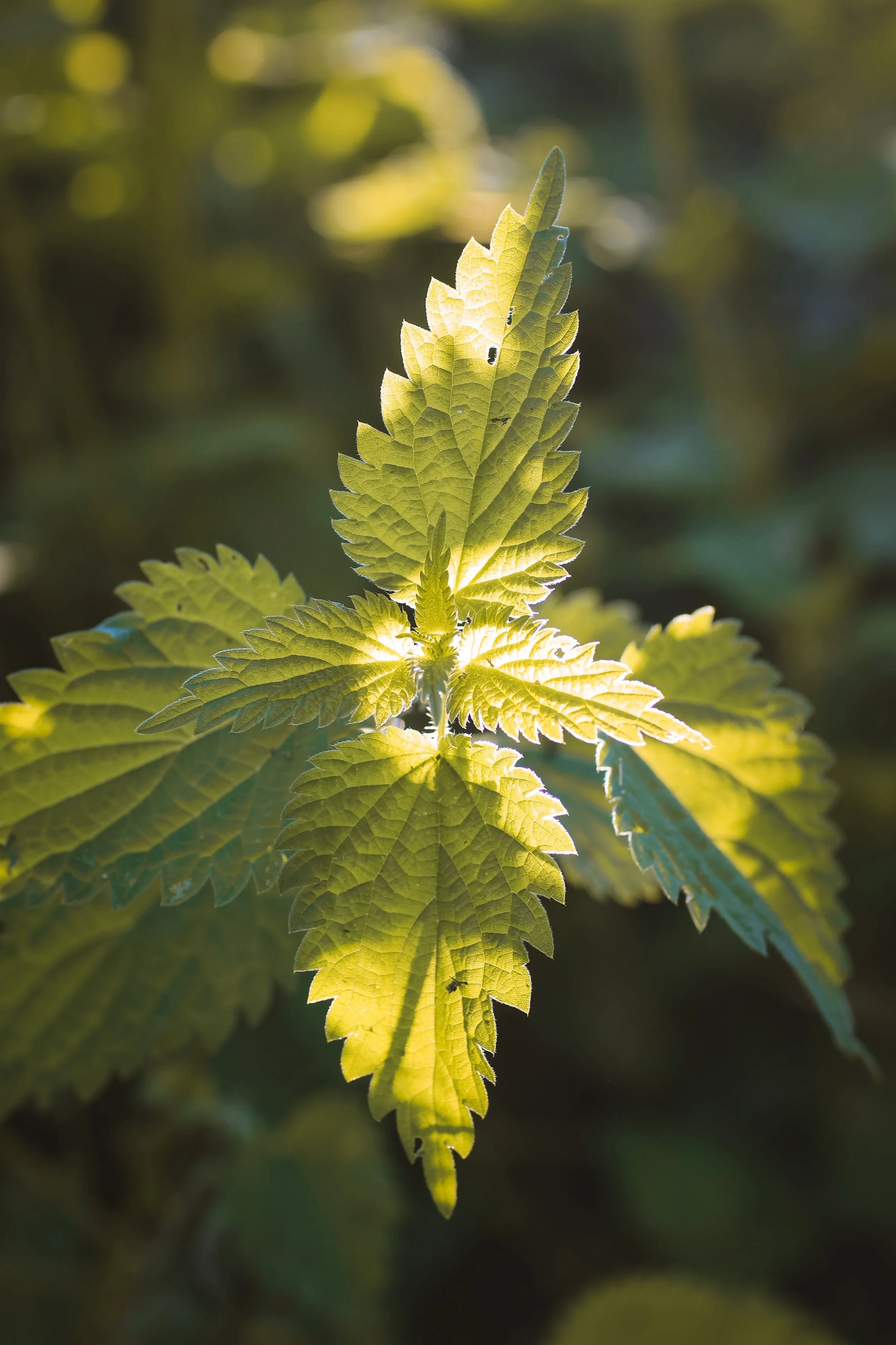 Sundial - Holli Z Photography - 1.jpeg