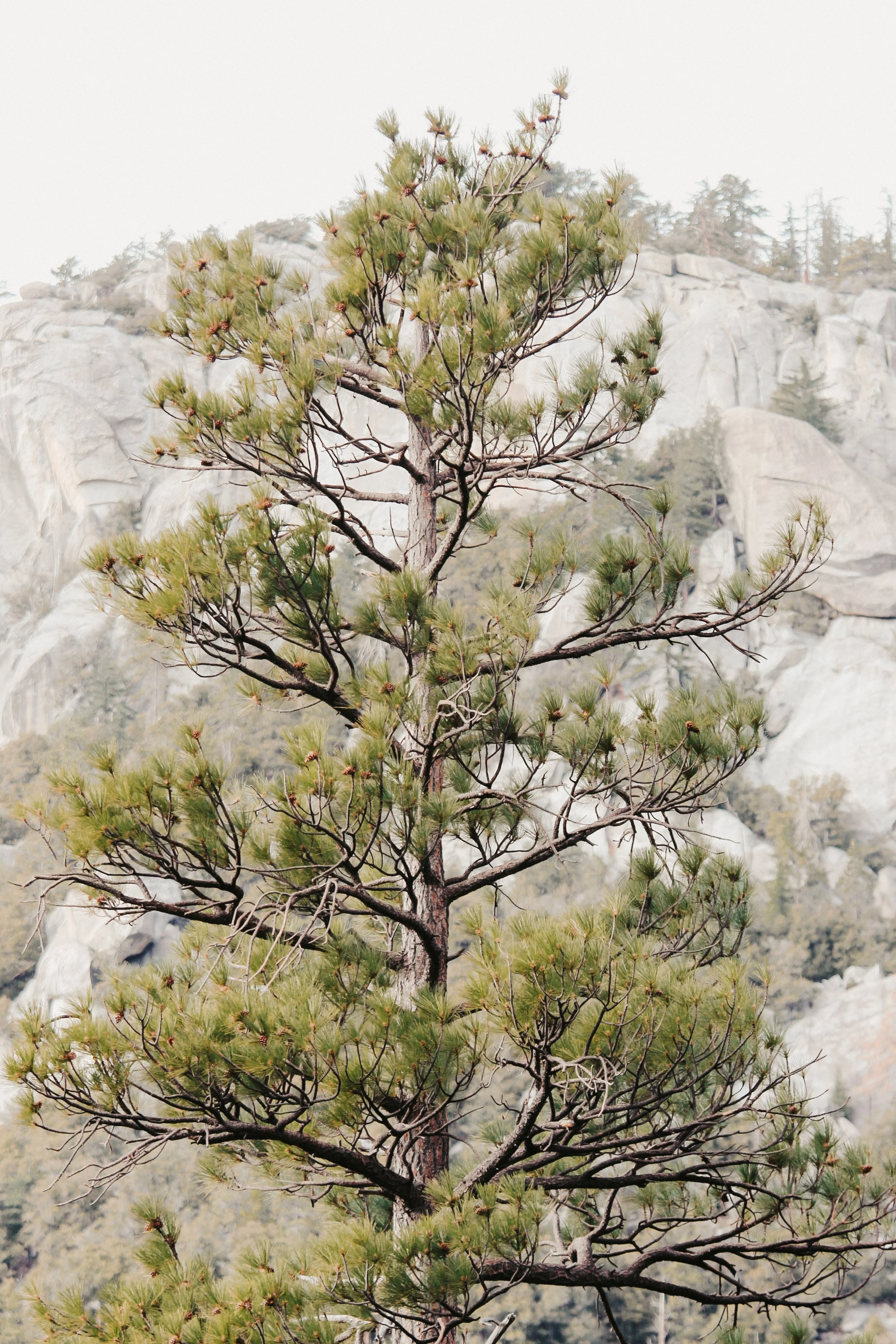 Rock Steady - Holli Z Photography - 1.jpeg