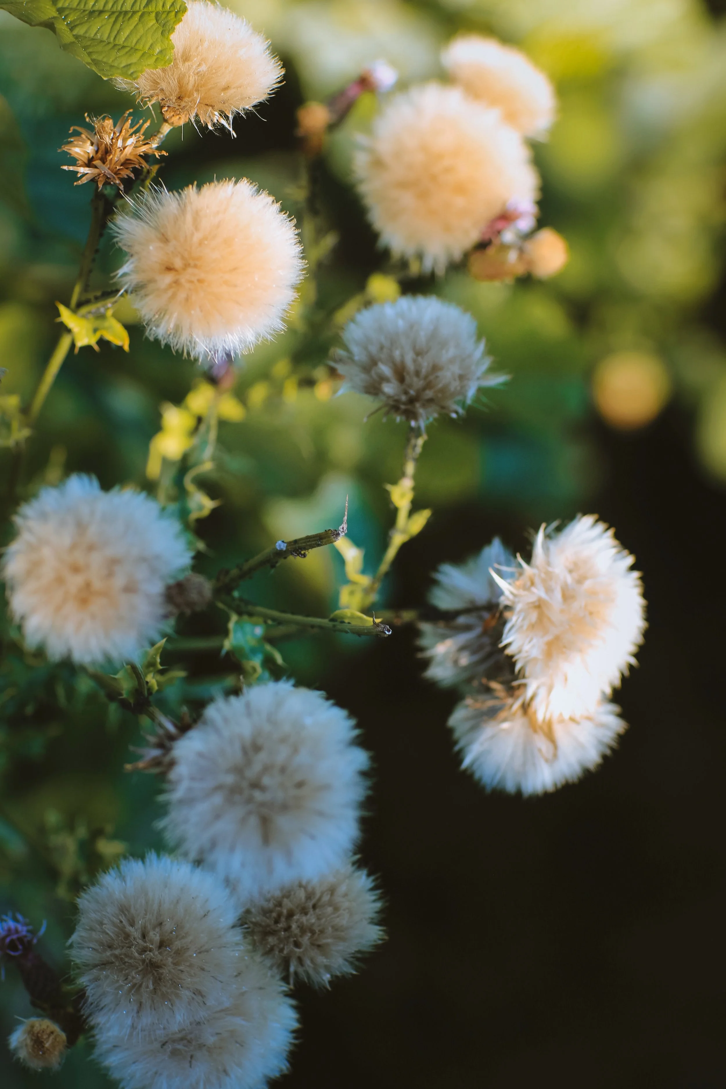 Fading - Holli Z Photography - 1.jpeg