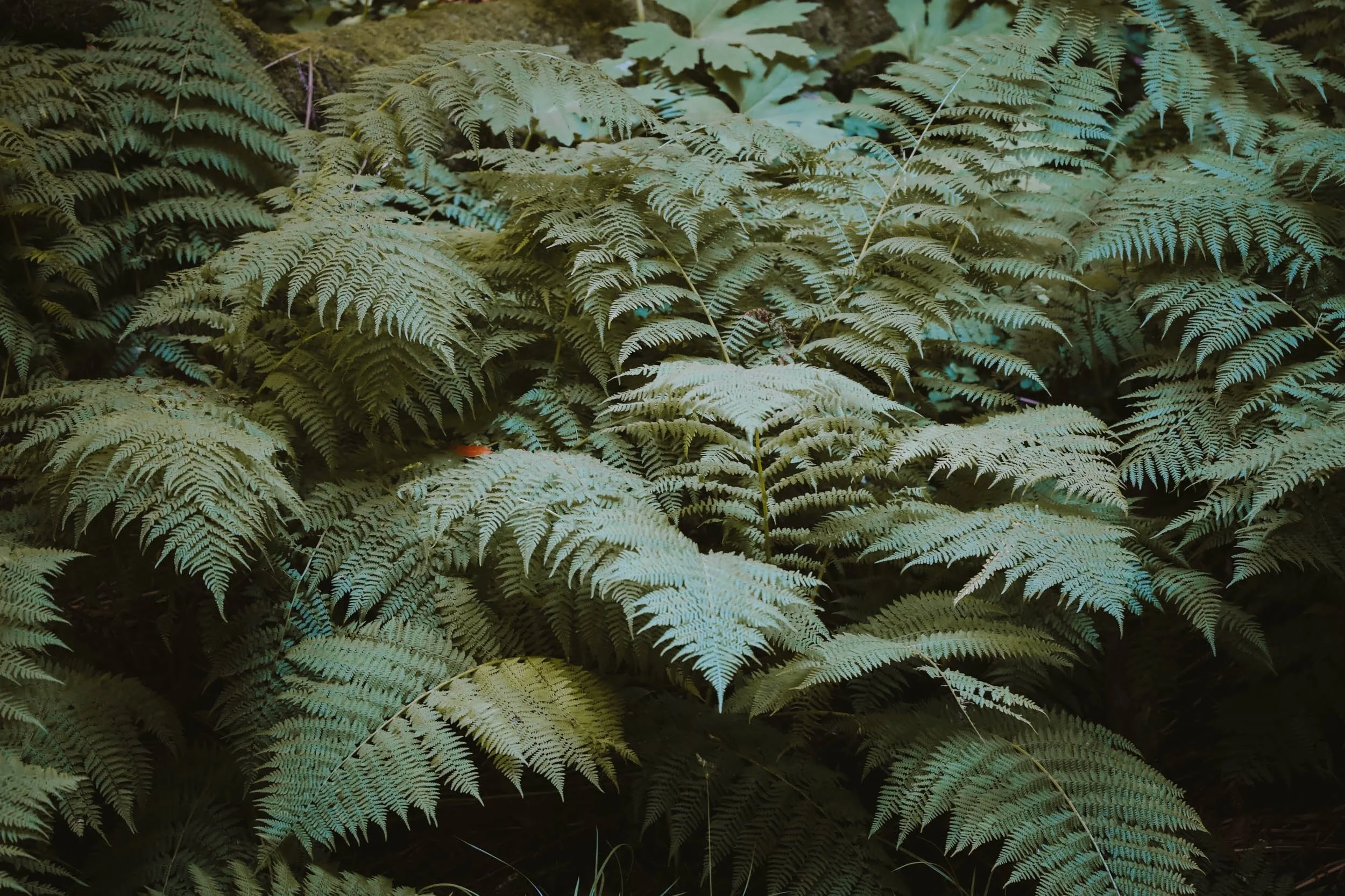 Beaneath Giants Series - 4.jpeg