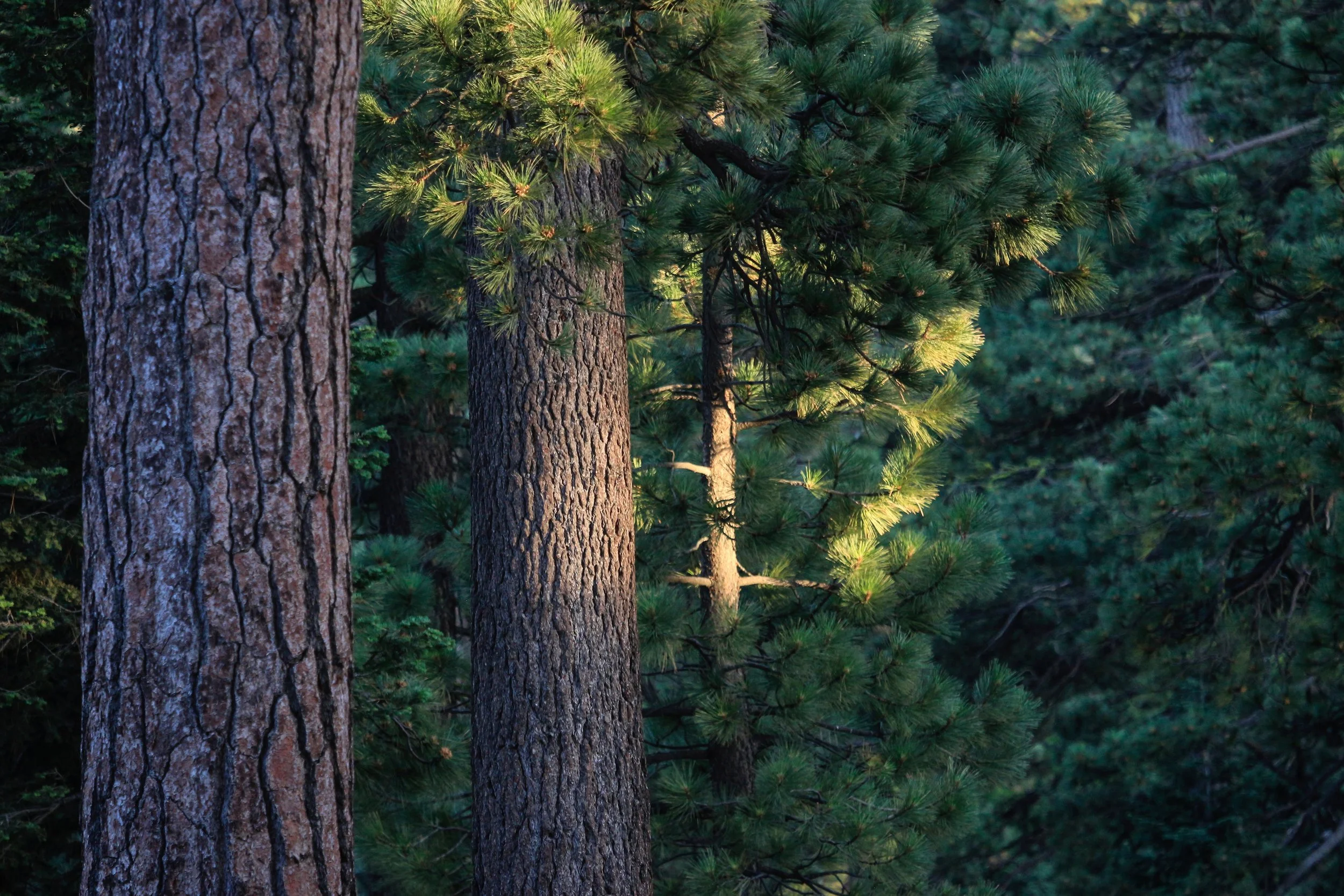 New Website Nature Favs 2022 - 5.jpeg