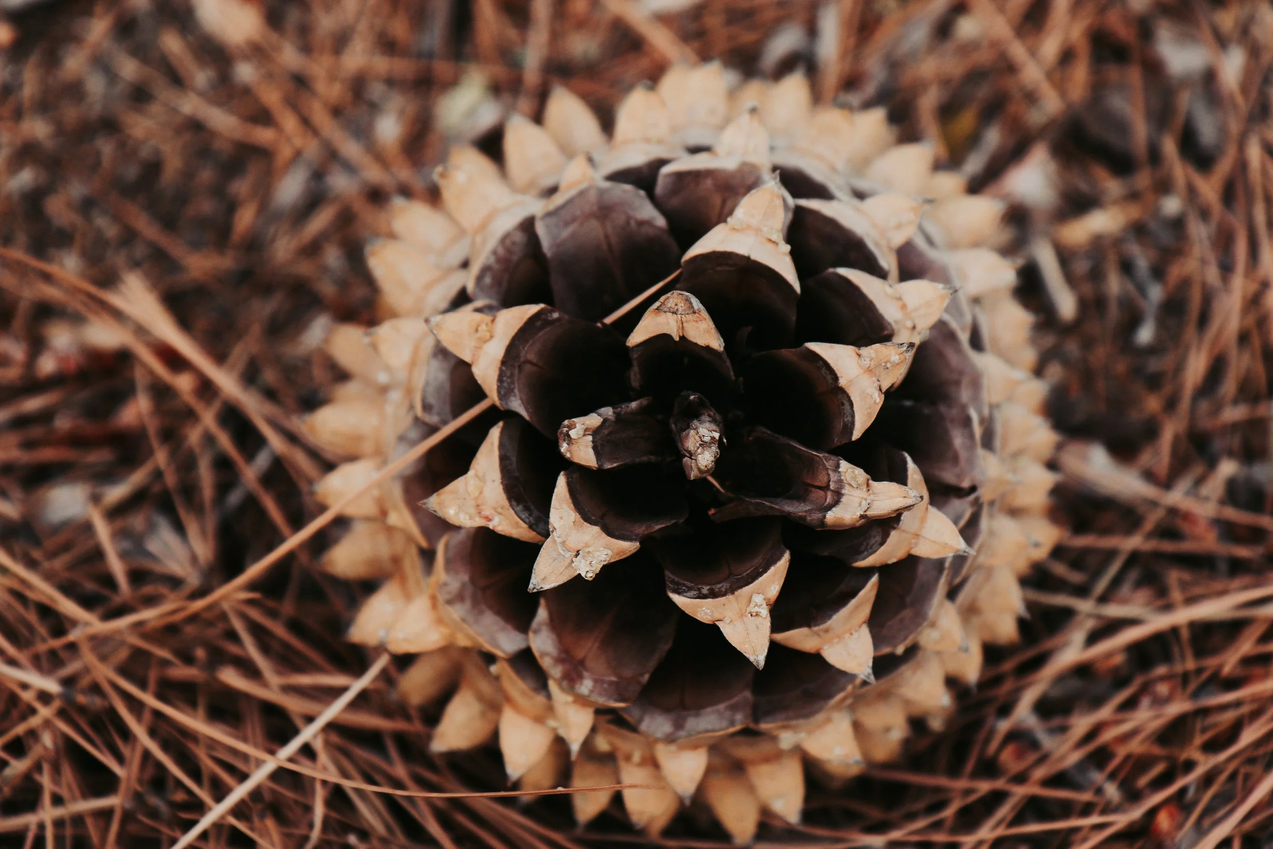 New Website Nature Favs 2022 - 34.jpeg