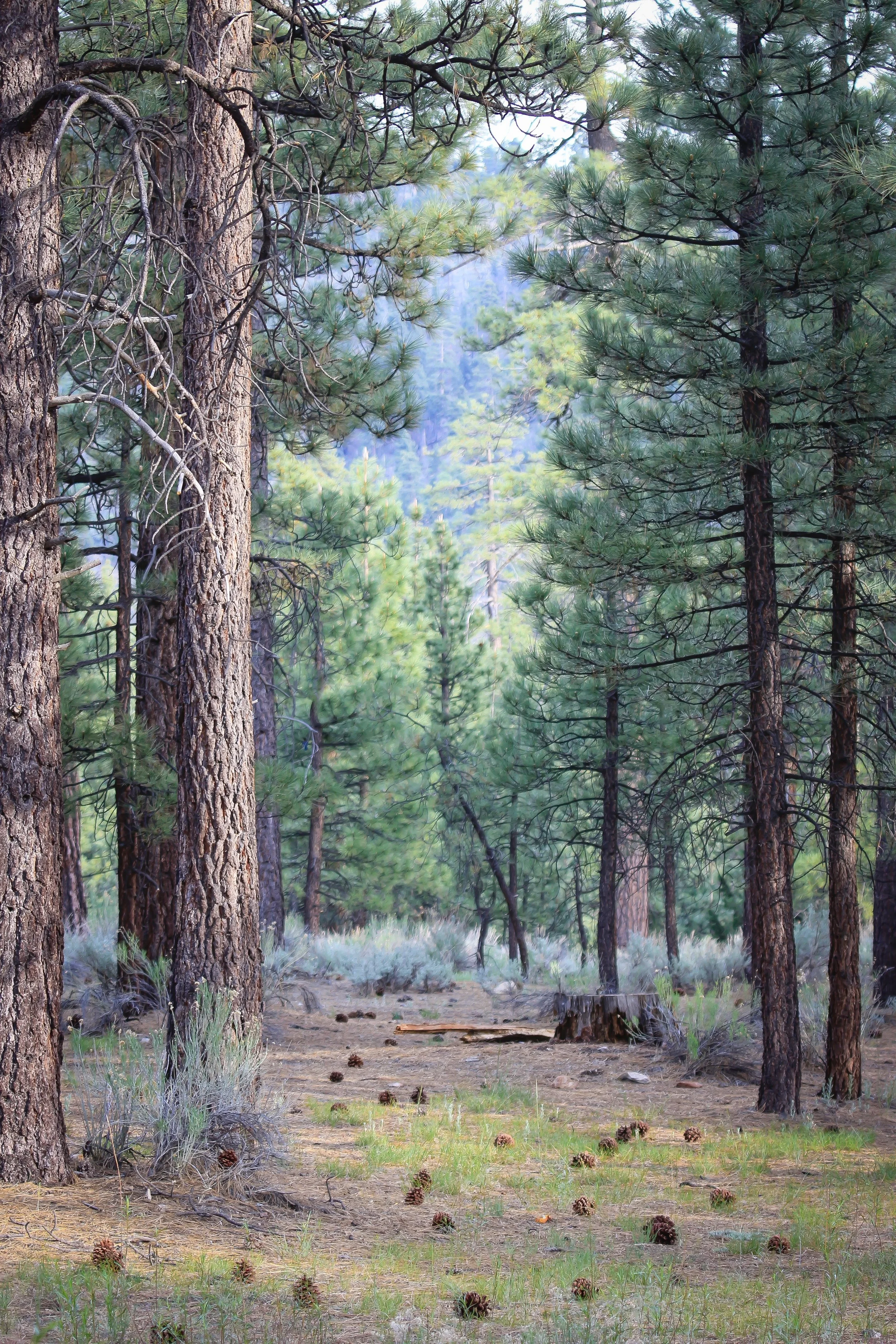 New Website Nature Favs 2022 - 23.jpeg