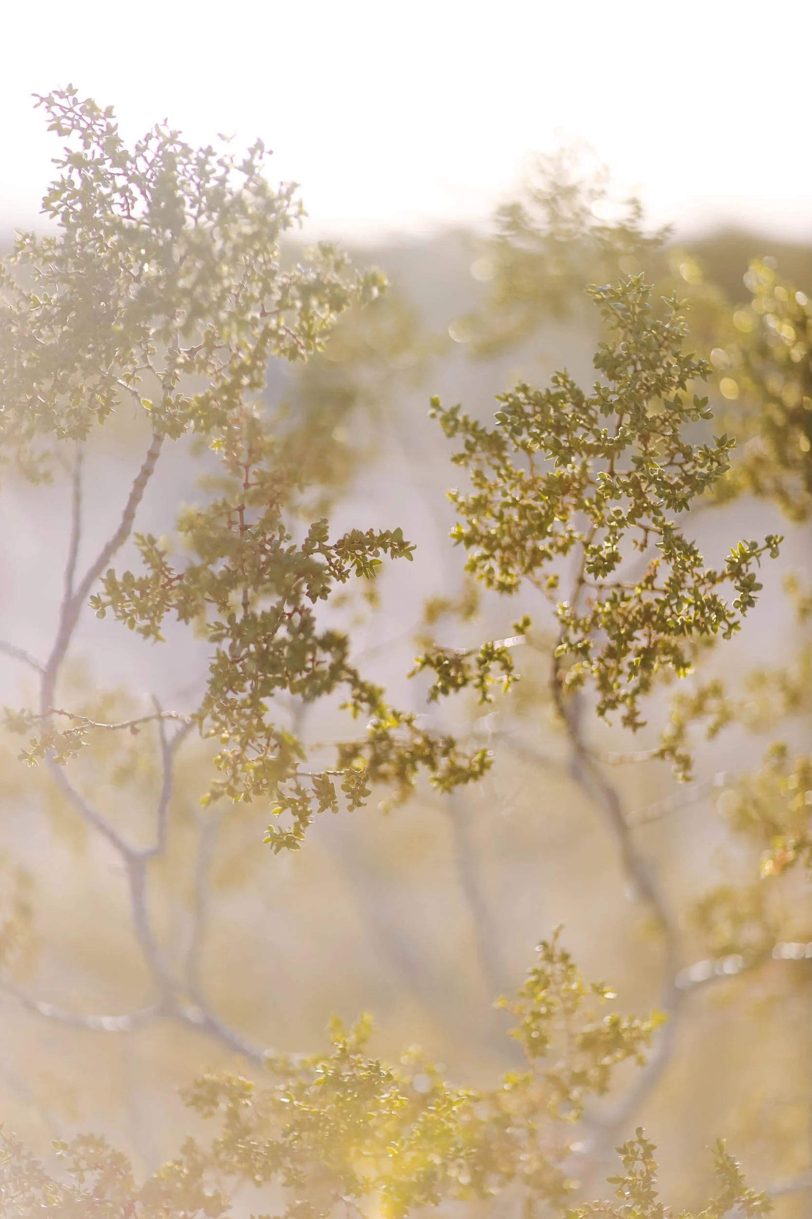 Embrace with Grace - Holli Z Photography - 1.jpeg