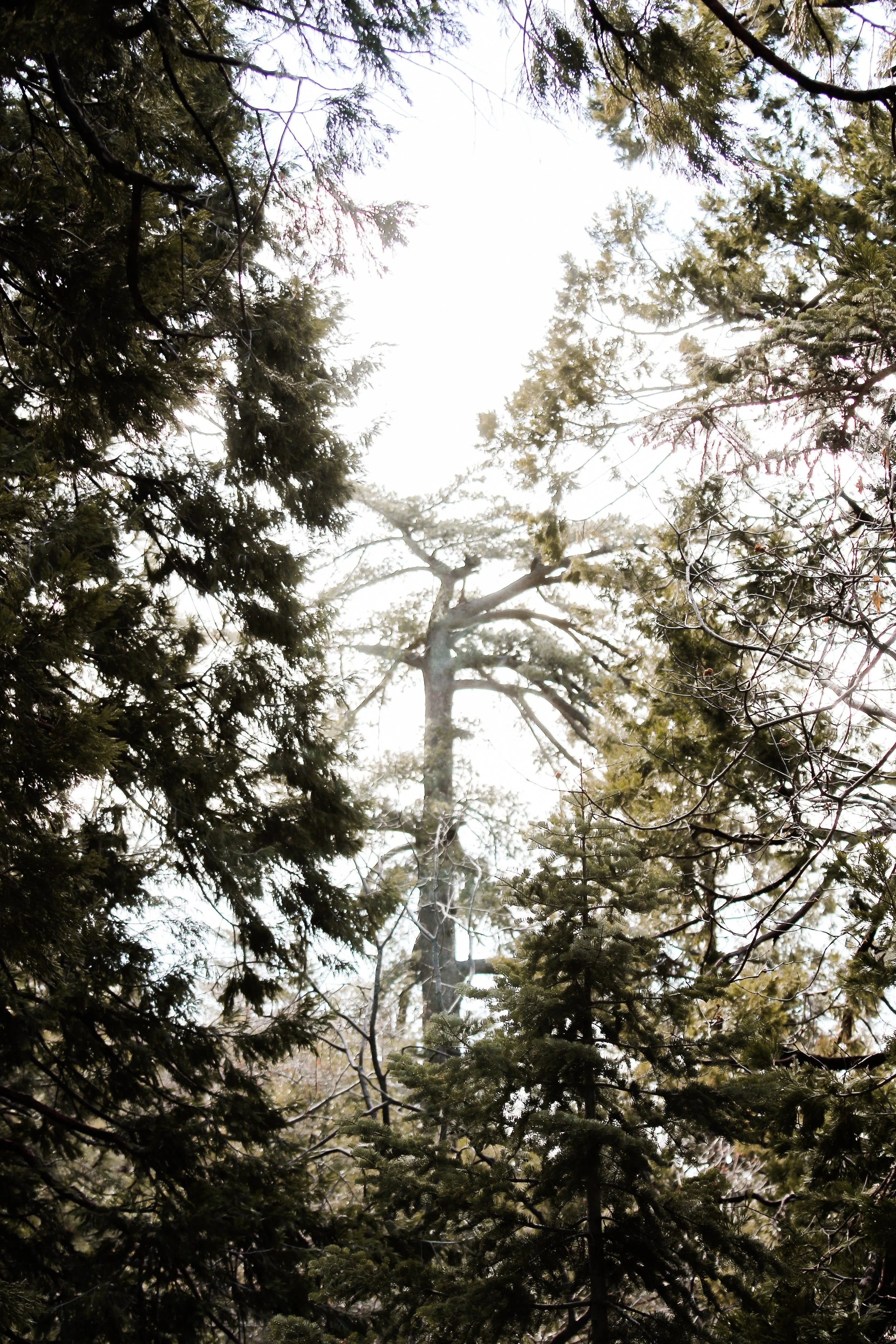 Postcard - Holli Z Photography - 1.jpeg