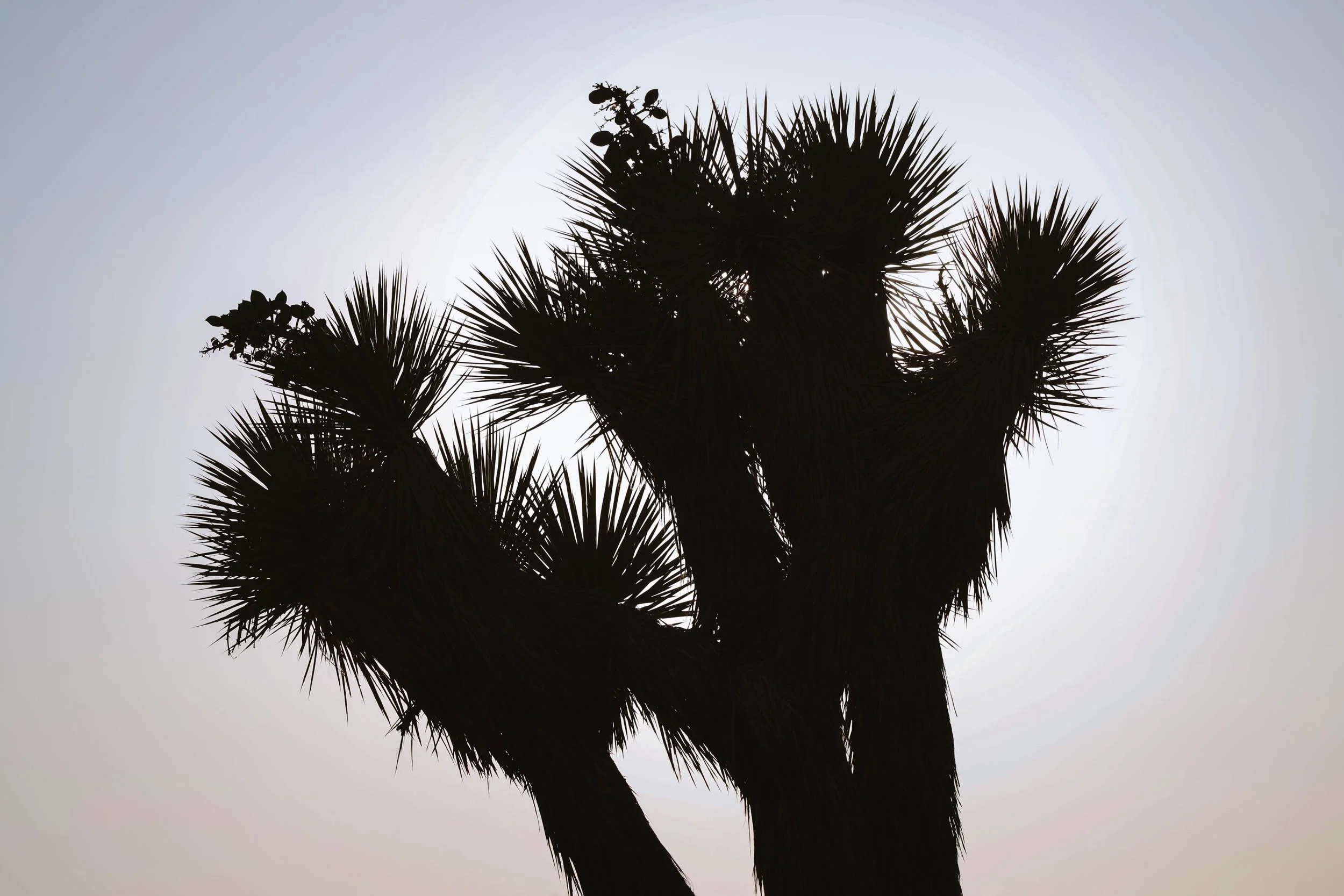 Slowburn Silhouette - Holli Z Photography - 1.jpeg