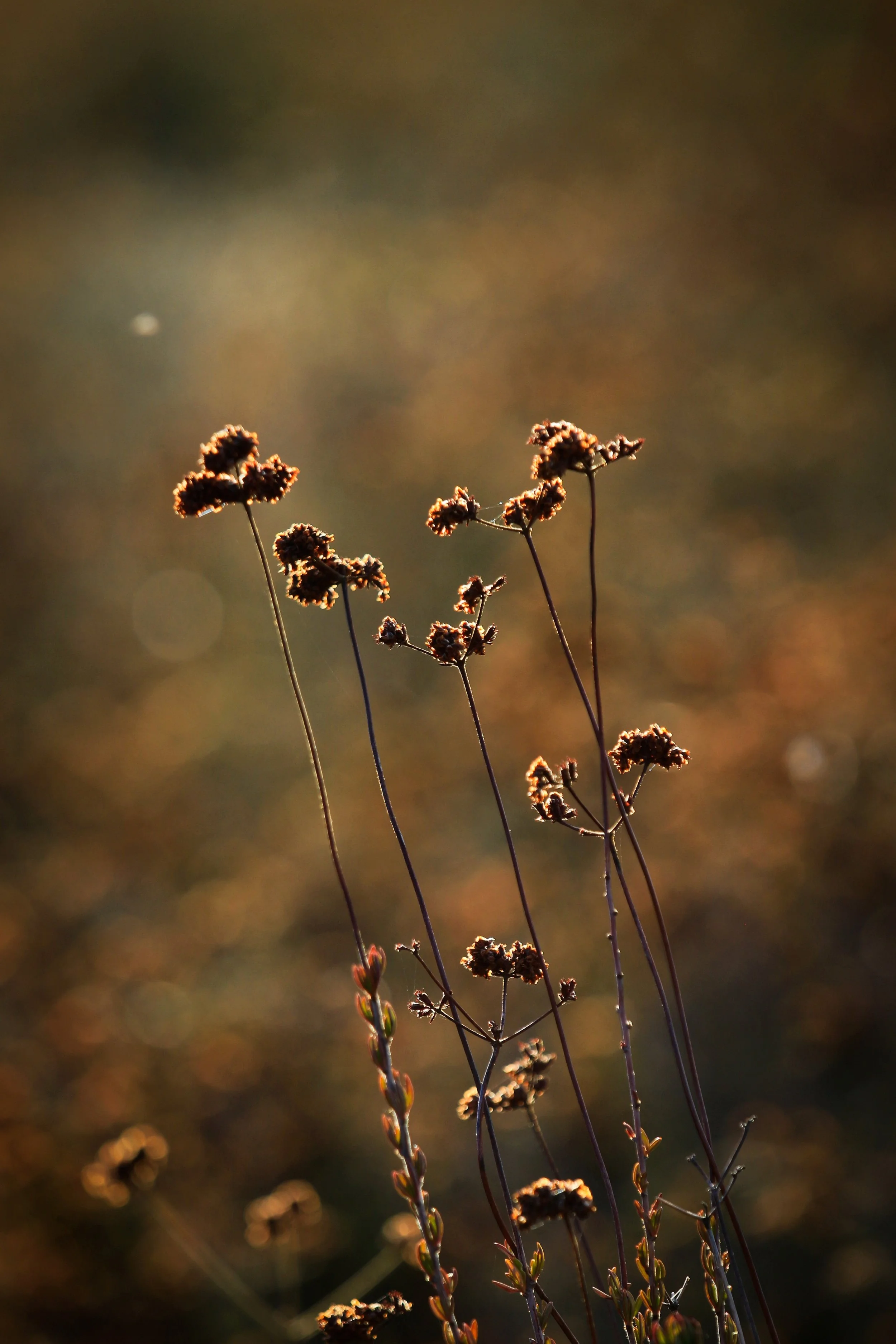 New Website Nature Favs 2022 - 18.jpeg