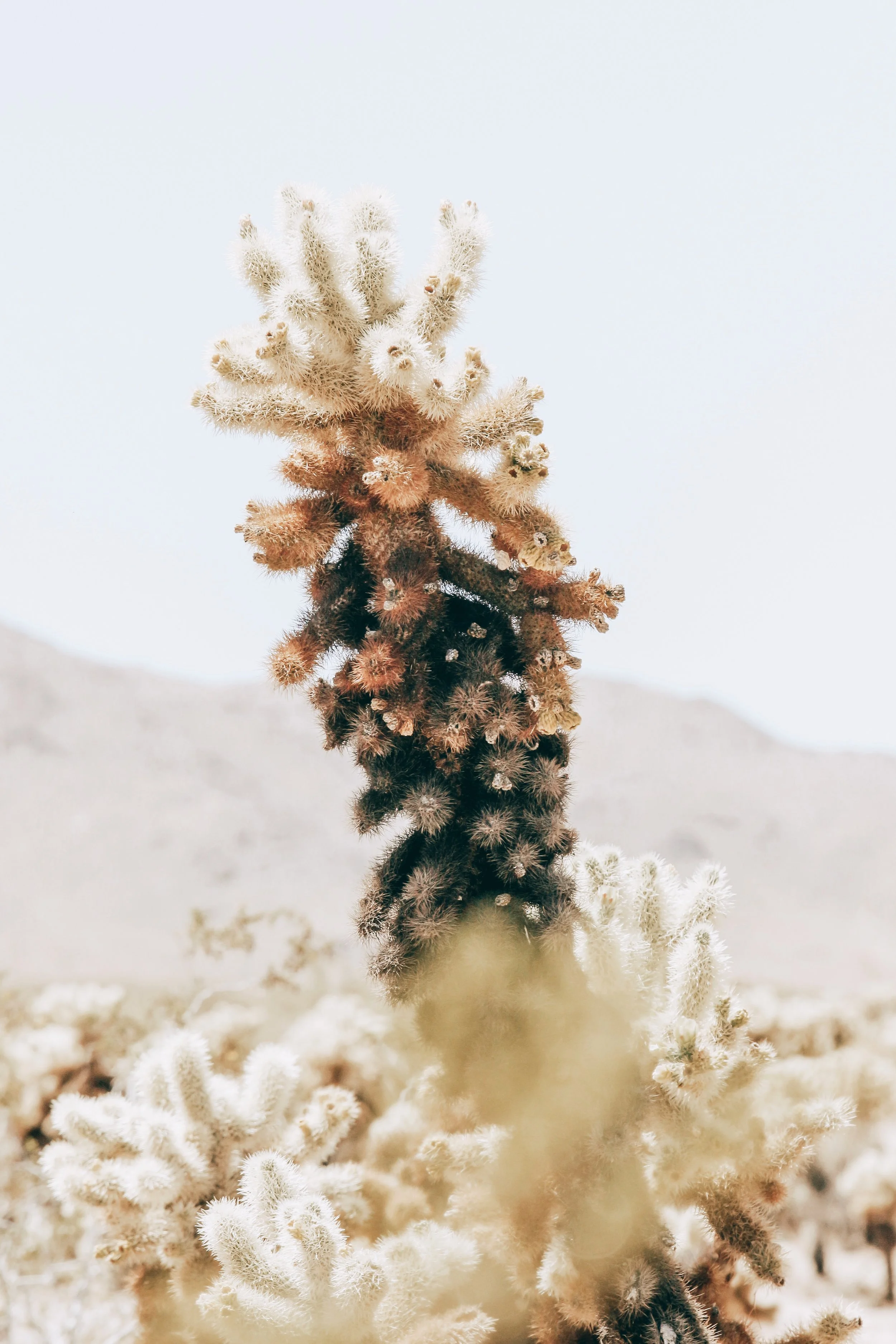 New Website Nature Favs 2022 - 36.jpeg