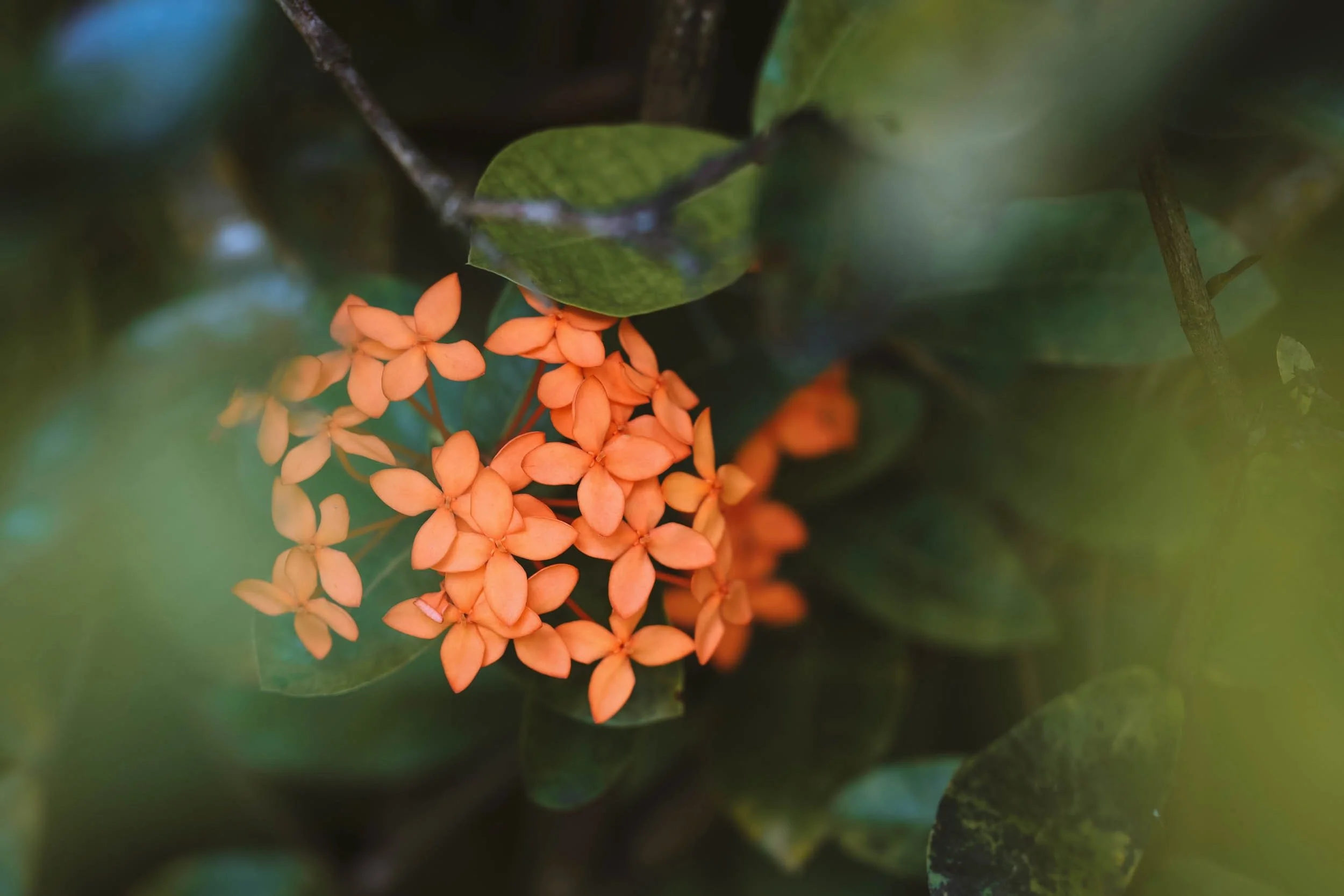 Prescious - Holli Z Photography - 1.jpeg