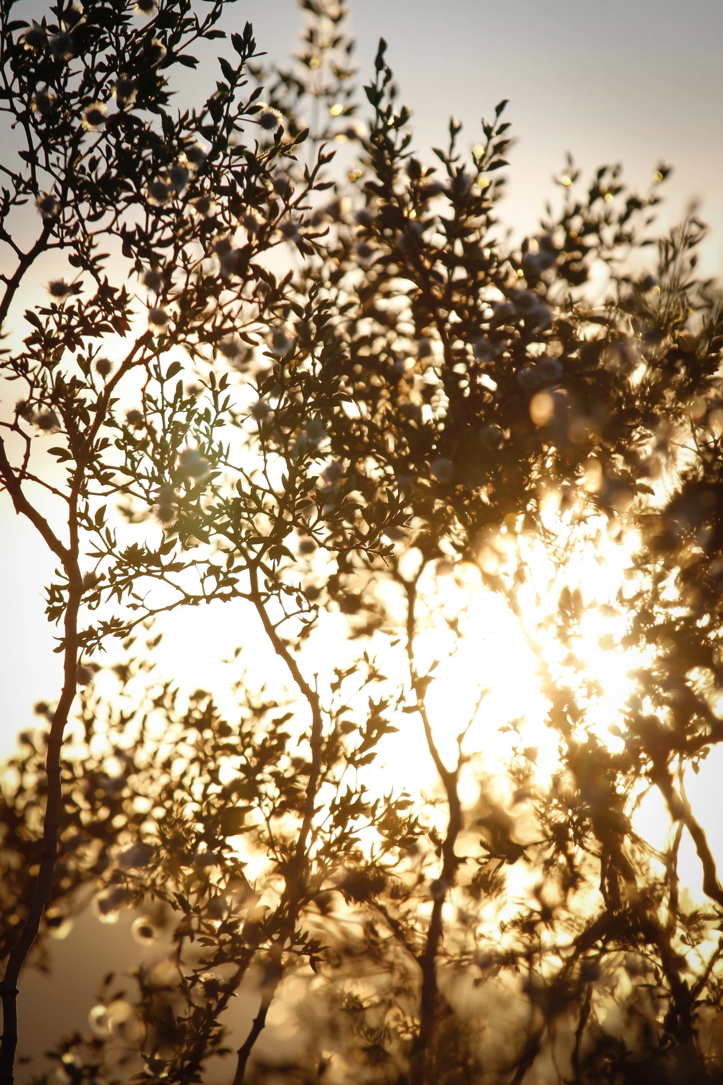 Seeking Light - Holli Z Photography - 1.jpeg