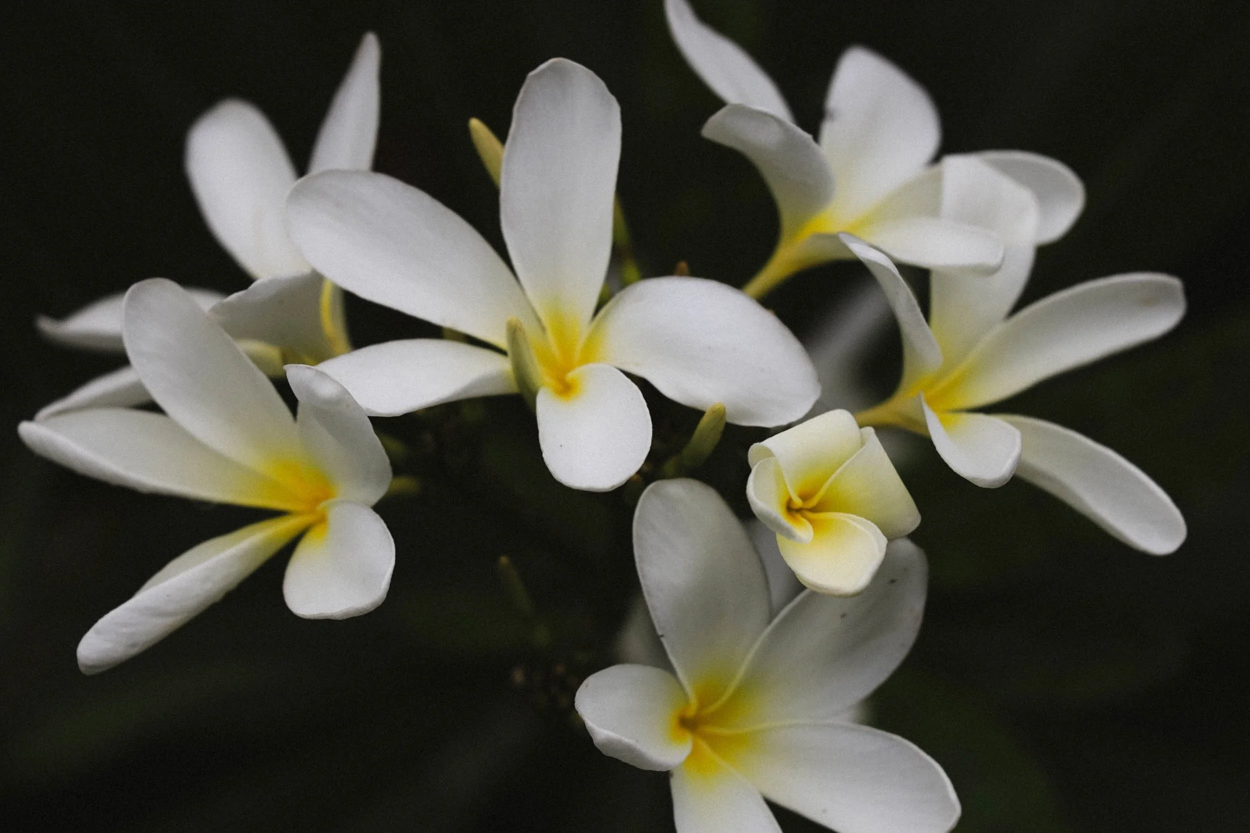 Adored - Holli Z Photography - 1.jpeg