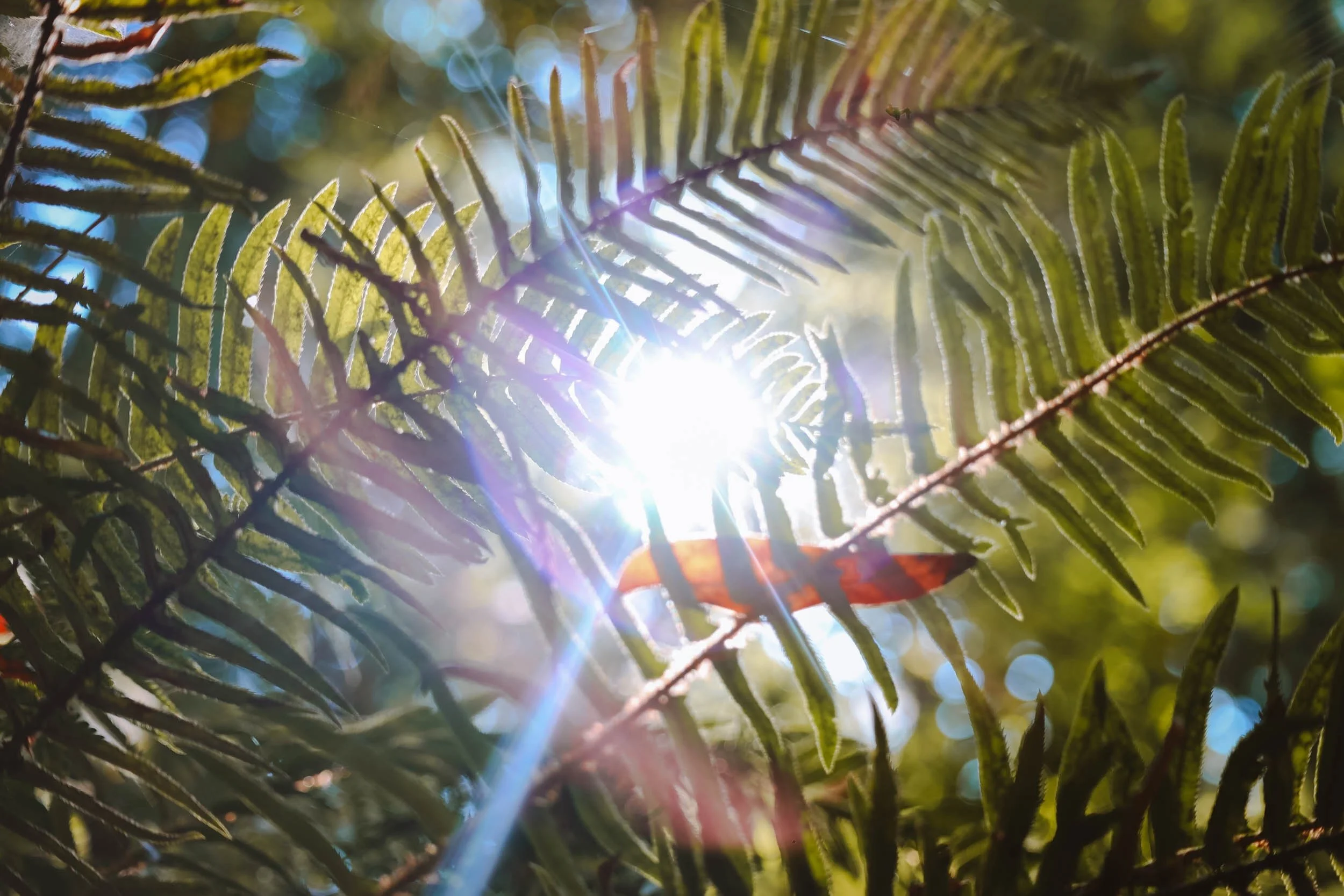 Beaneath Giants Series - 5.jpeg