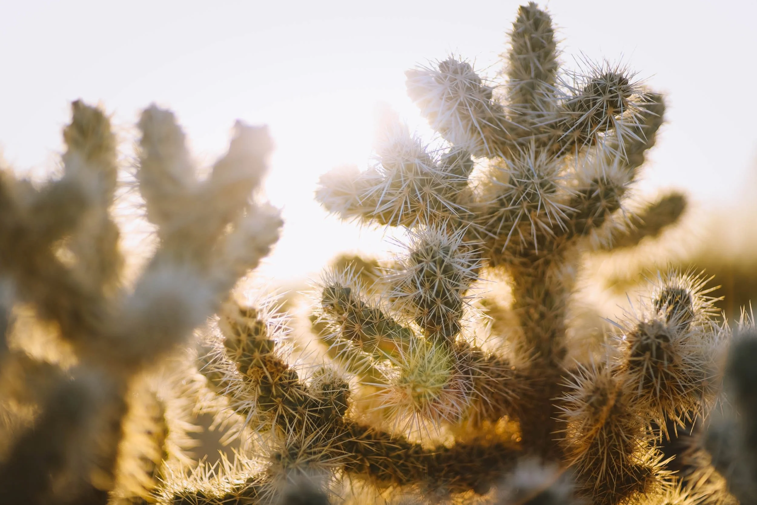 Sharp Details - Holli Z Photography - 1.jpeg