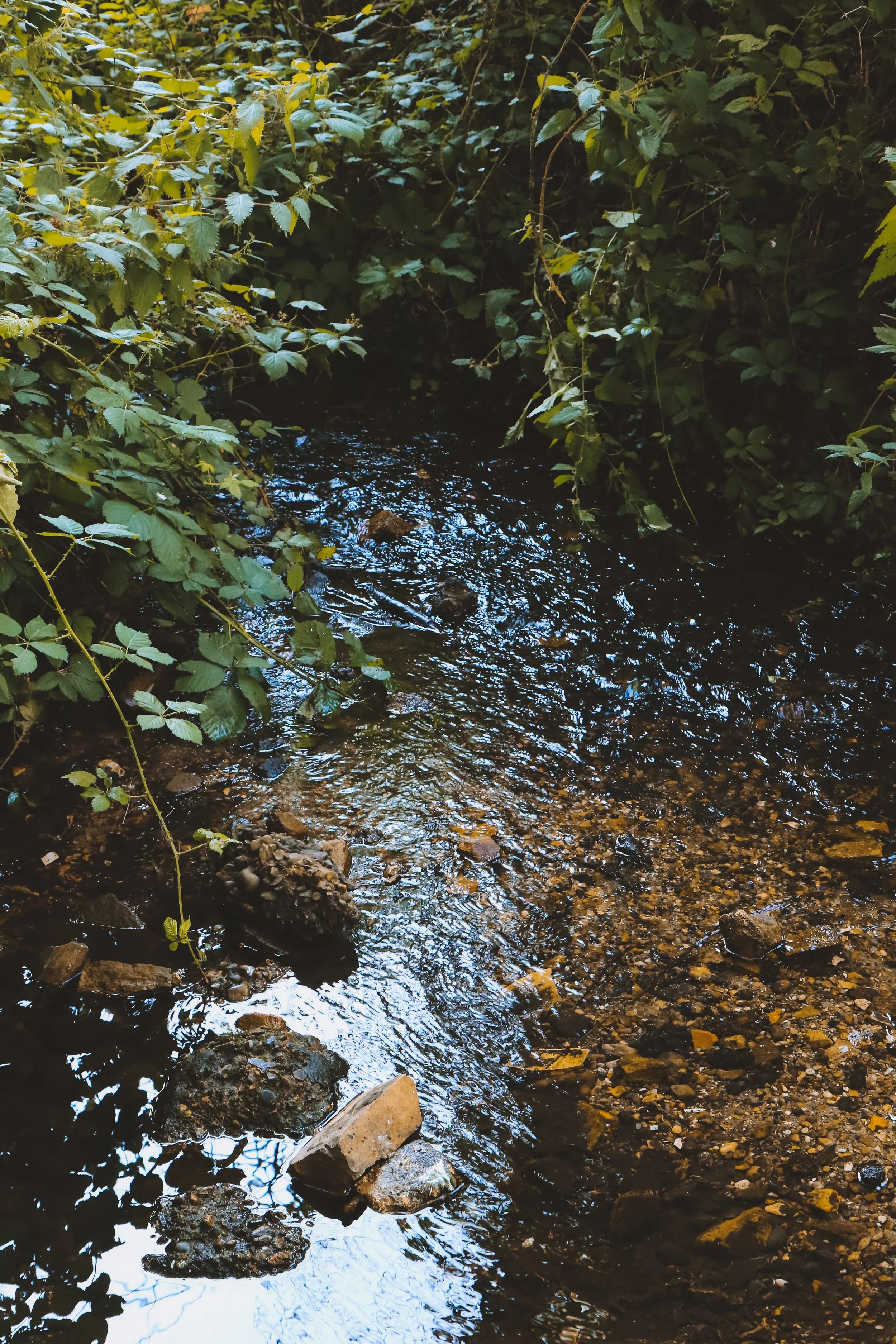 Streaming - Holli Z Photography - 1.jpeg