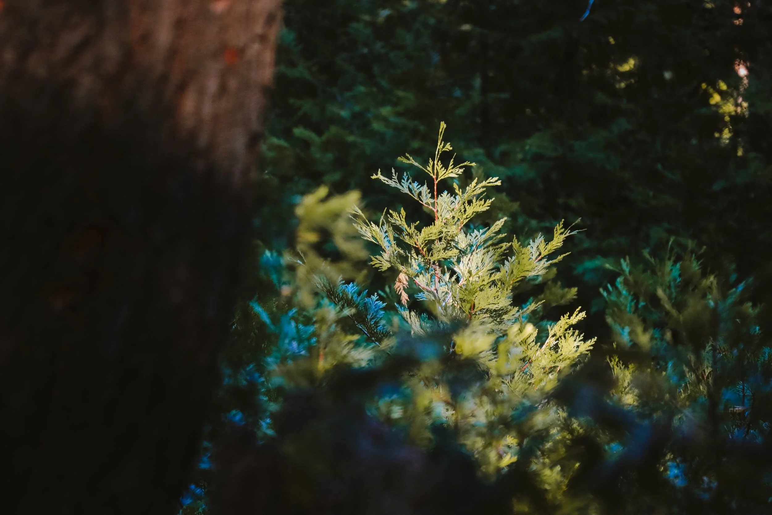 Shifting Shadows - Holli Z Photography - 1.jpeg