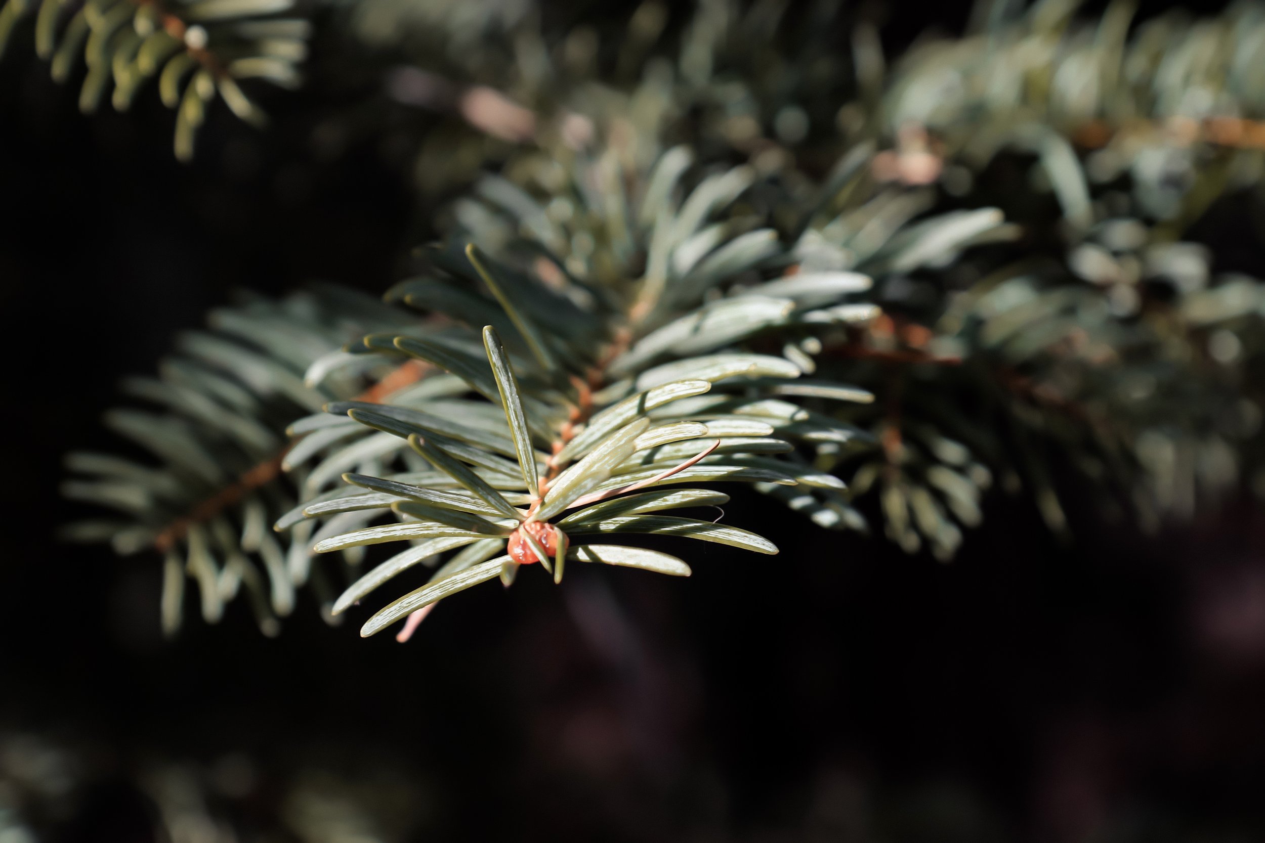 Needle - Holli Z Photography - 1.jpeg