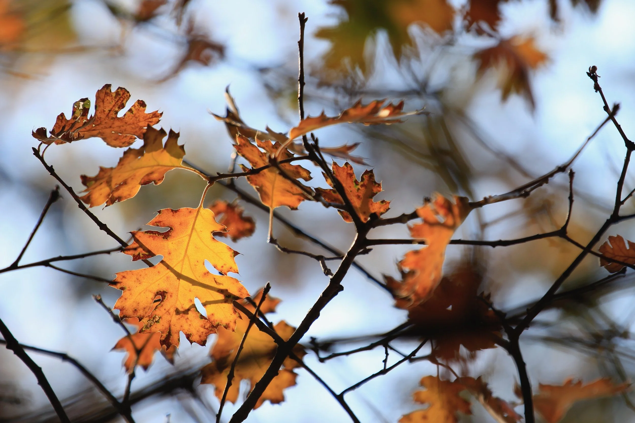 New Website Nature Favs 2022 - 7.jpeg